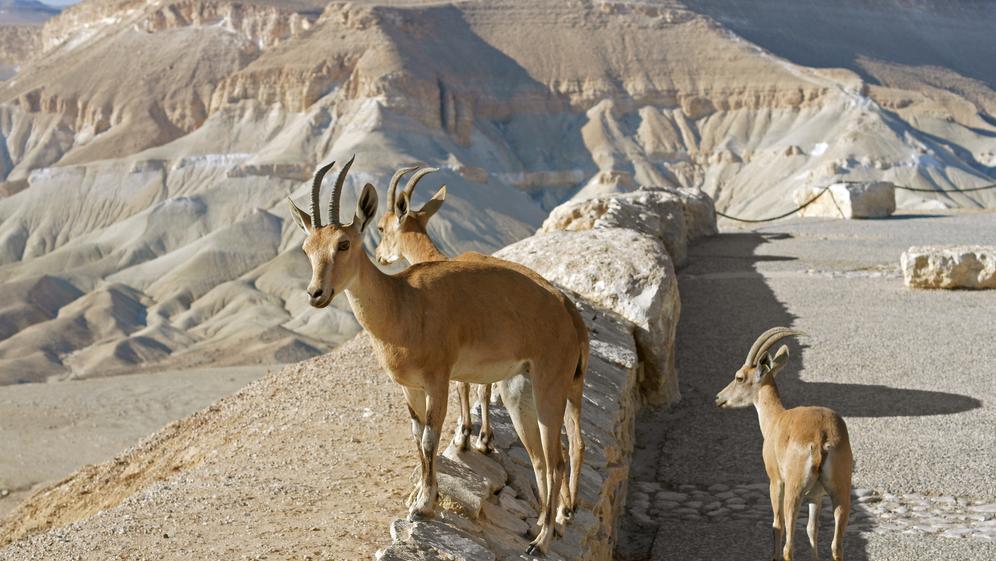 שדה בוקר. צילום: shutterstock