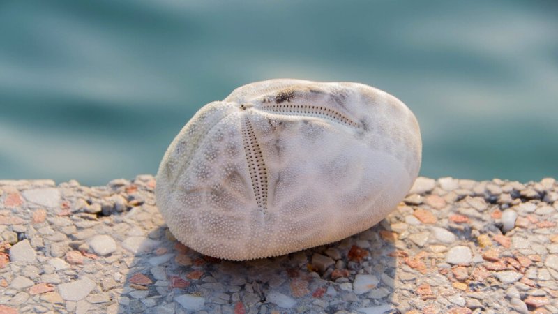 Sea Potatoes. צילום: RLS Photo, shutterstock