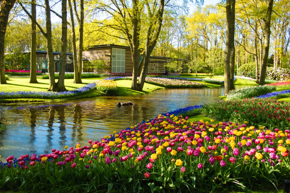 גני Keukenhof. צילום: Shutterstock