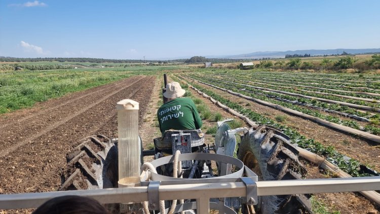קטיף ירקות ופירות בחוות "קטופותי" בבית לחם הגלילית. צילום: ספיר פרץ