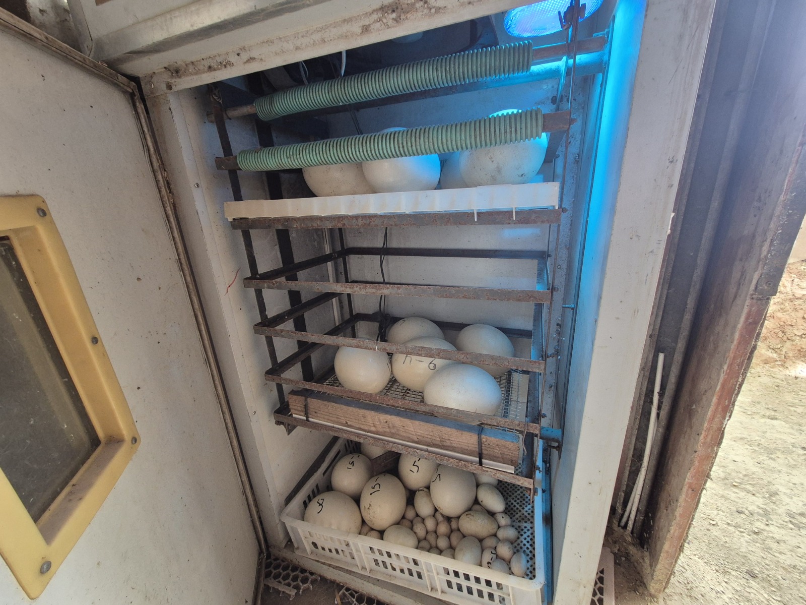 חוות ההדגרה שנתפסה. צילום: רשות הטבע והגנים
