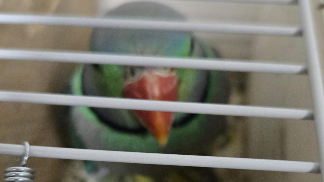 הברחת תוכים בנתבג. צילום: רשות הטבע והגנים