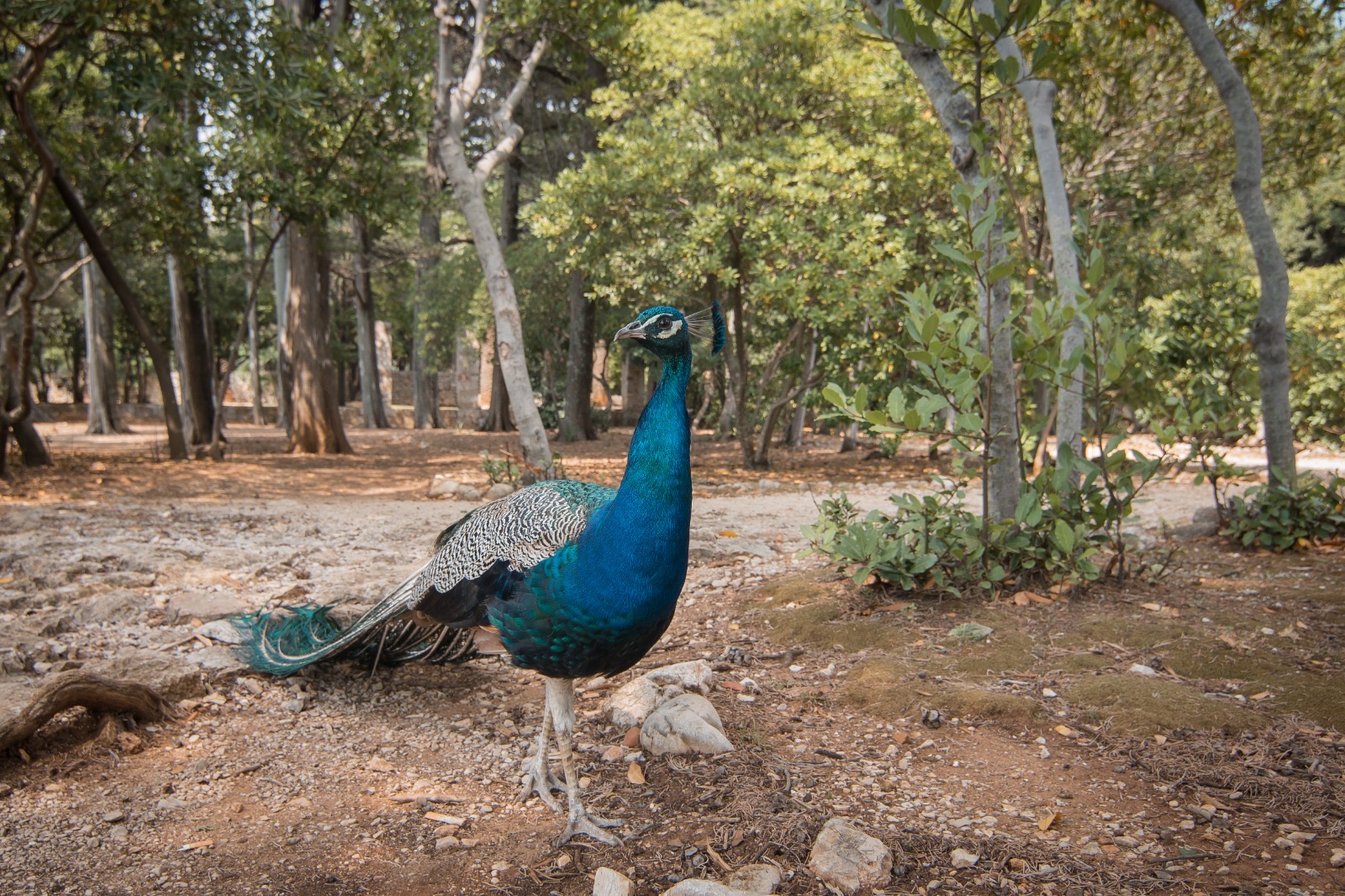 אי לוקרום. צילום: Shutterstock