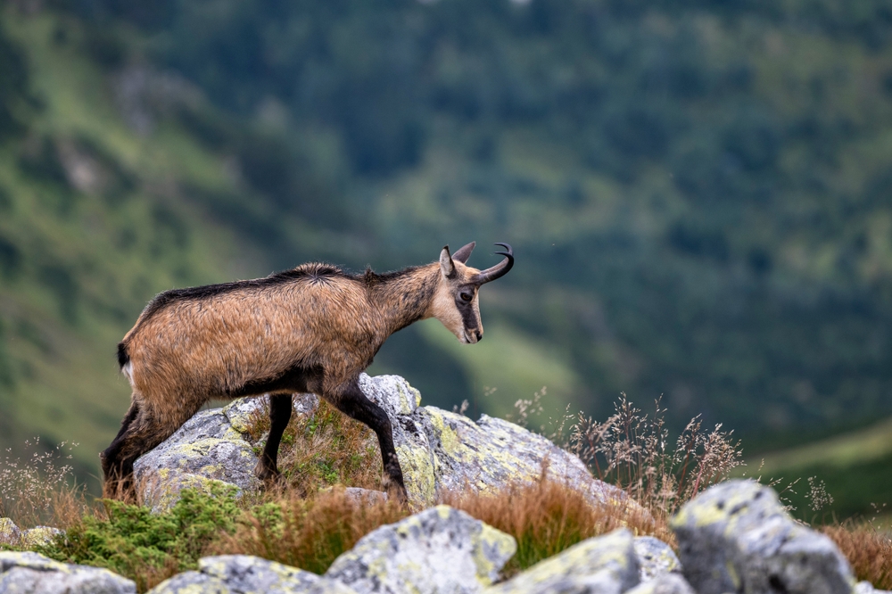 הרי הטטרה, סלובקיה. צילום: Shutterstock