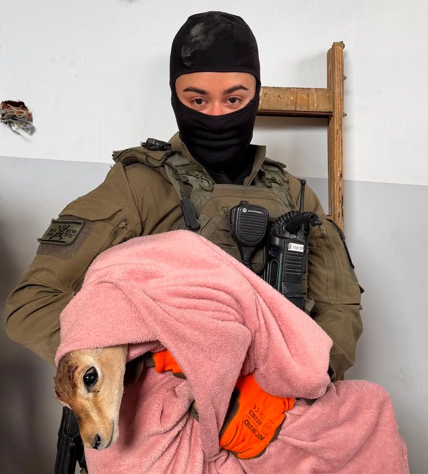 שני עופרי צבי אותרו בבית פלסטיני. צילום: דוברות המשטרה