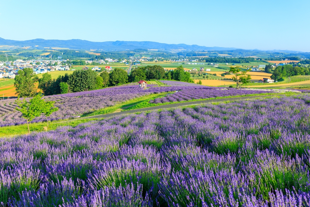 שדות הלבנדר של Furano, הוקאידו, יפן. צילום: Shutterstock