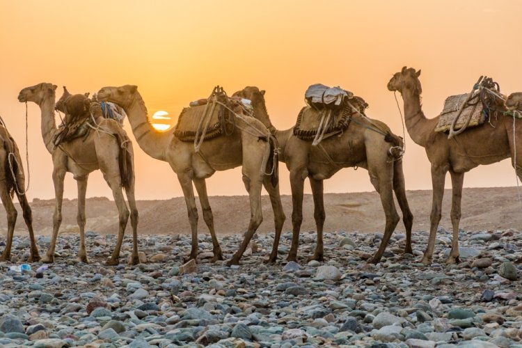 ניתן להגיע גם עם גמלים. צילום: Matyas Rehak, shutterstock