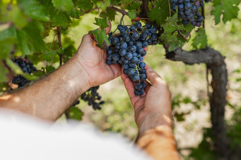 עונת הבציר. צילום: Shutterstock