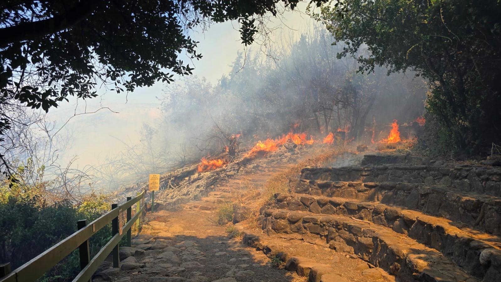 צילום: שמורת תל דן מוחי עיד רשות הטבע והגנים