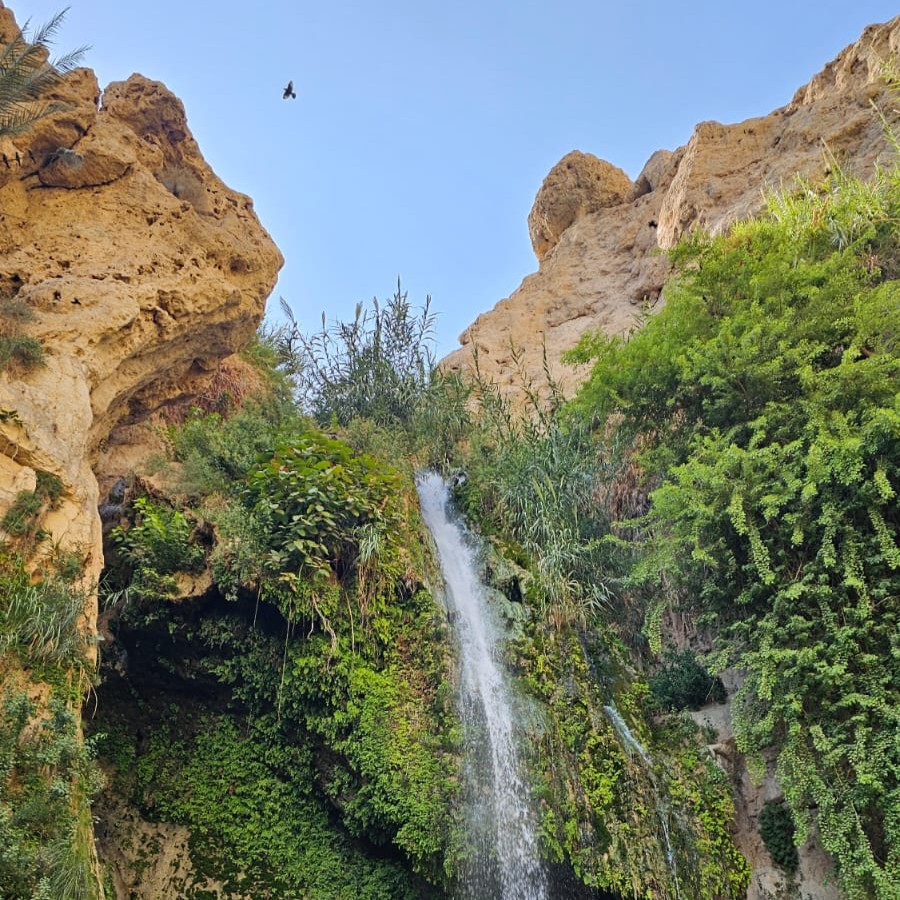 מפל דוד בשמורת עין גדי. צילום: עידו ביטרן, רשות הטבע והגנים