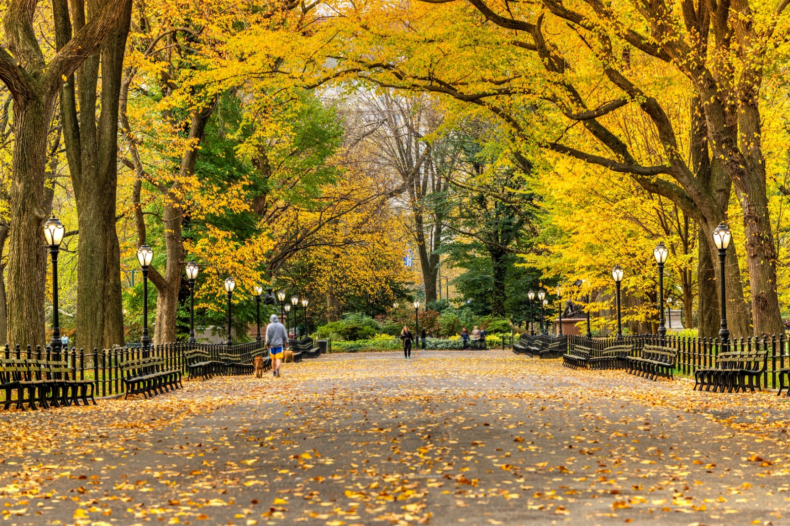 סנטראל פארק צילום: shutterstock