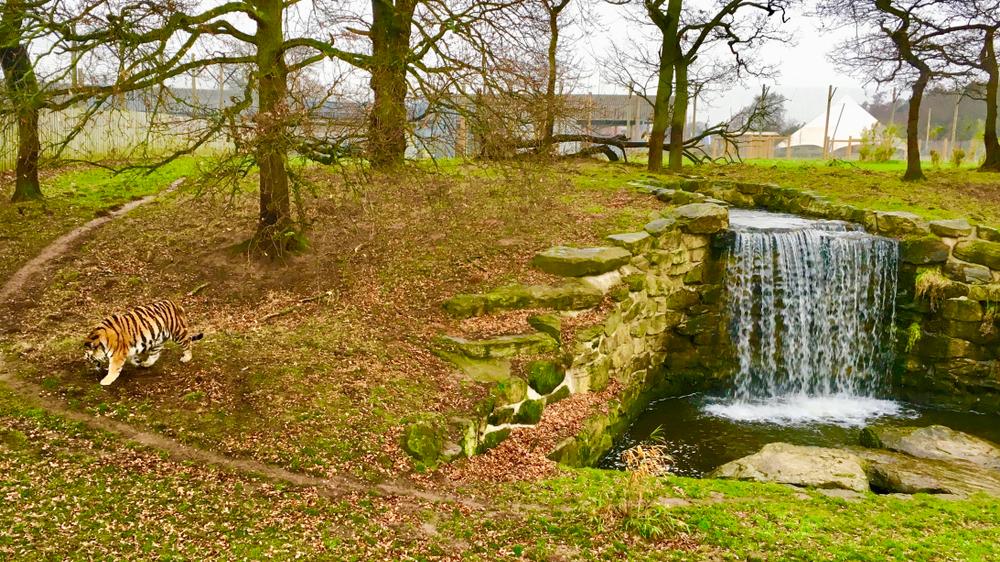 מתחם הטיגריסים ב-Yorkshire Wildlife Park בריטניה
