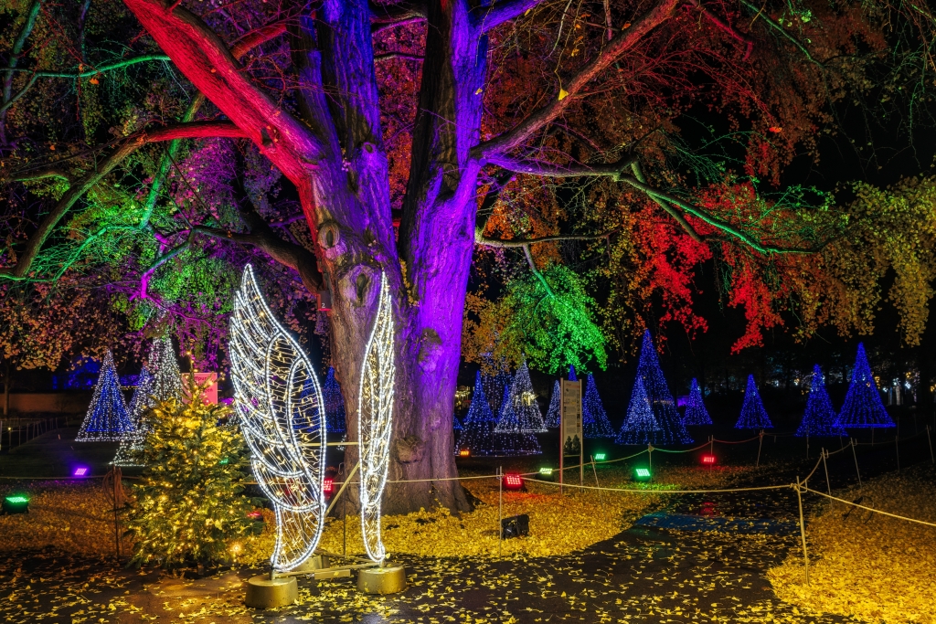 WINTER DREAMS בגן הבוטני האוניברסיטאי. צילום: DEAG