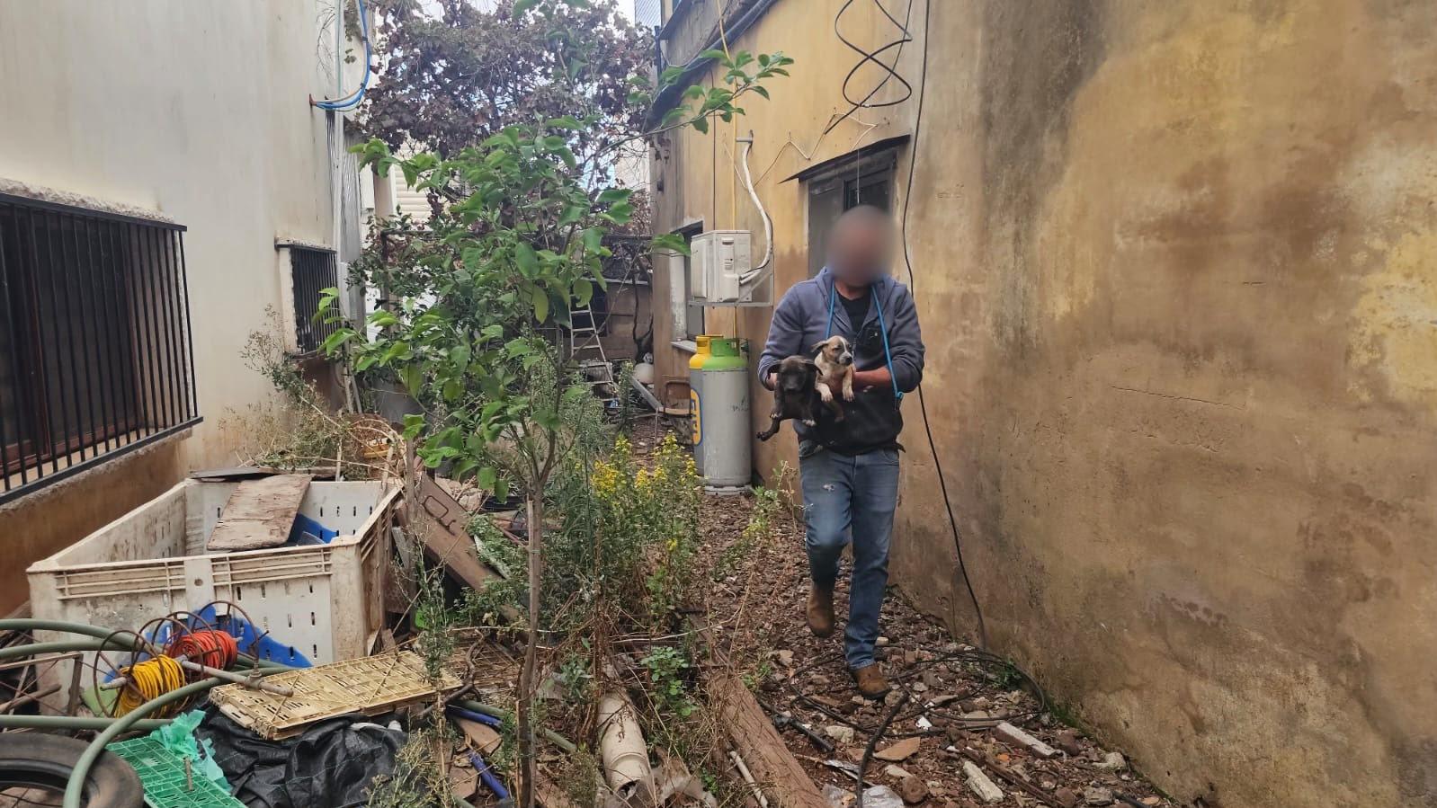 10 כלבים וגורים אותרו בתנאים מחפירים בכפר מסעדה