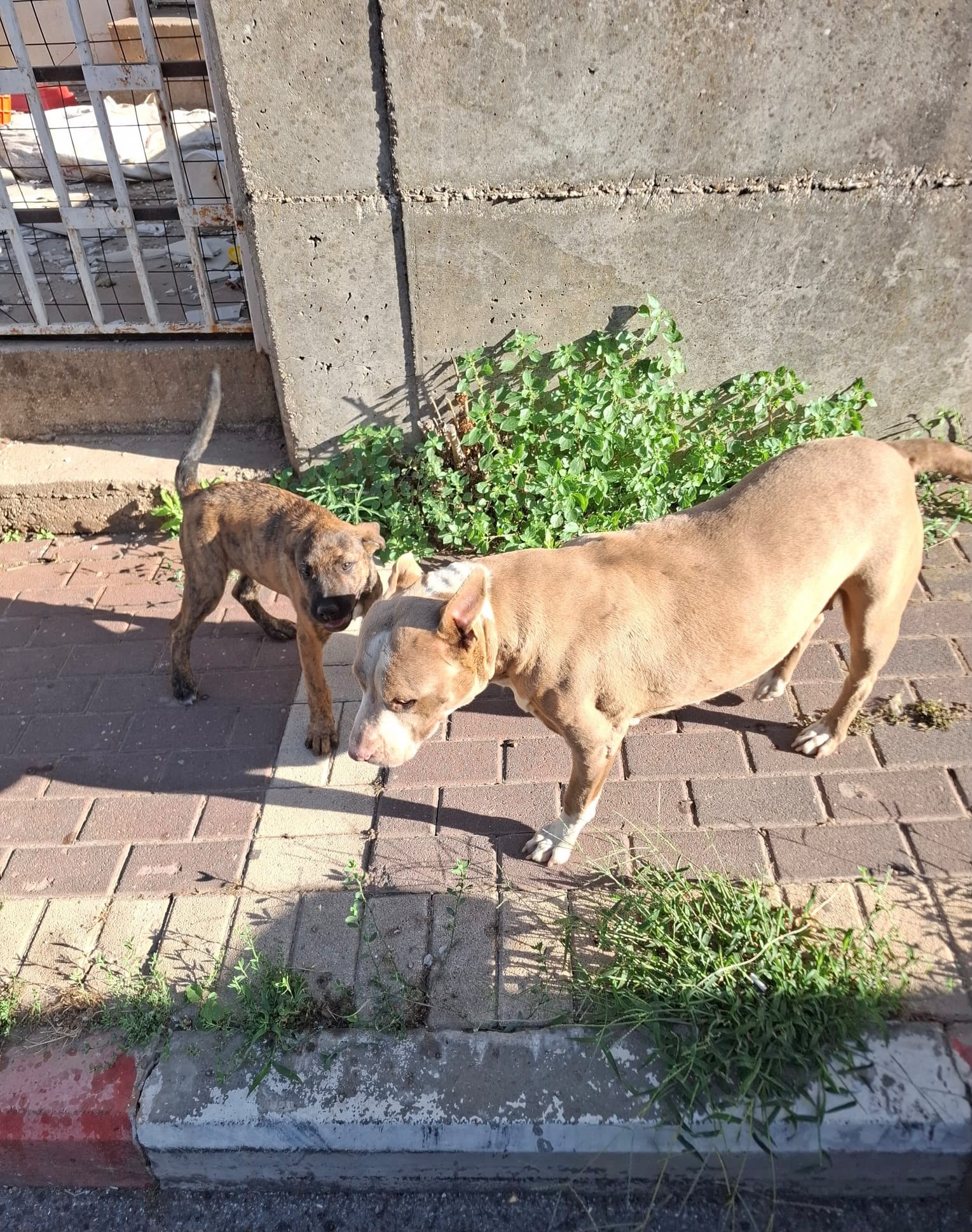 10 כלבים וגורים אותרו בתנאים מחפירים בכפר מסעדה. צילום: דוברות המשטרה