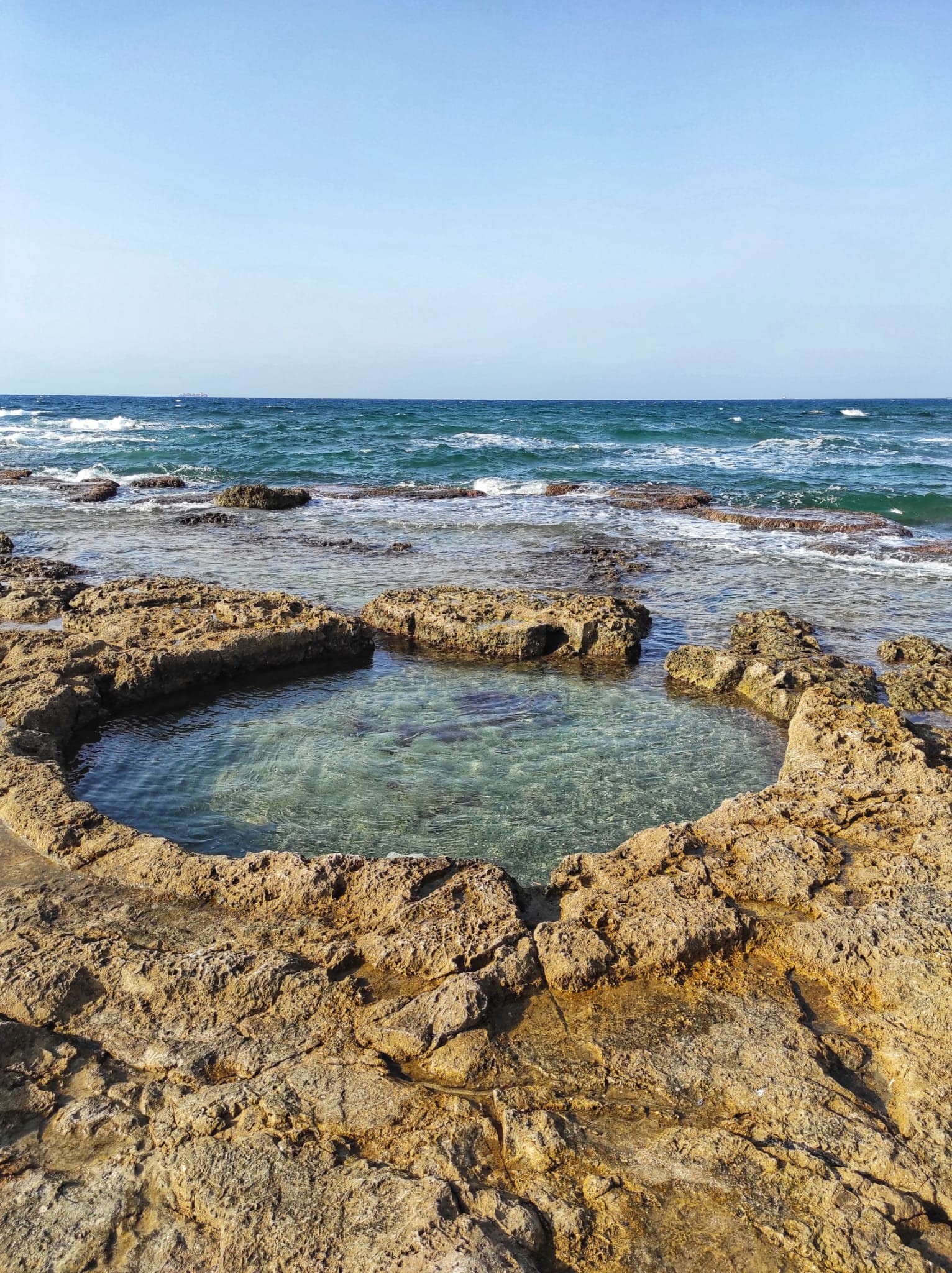 שקמונה. צילום: העמותה לתיירות חיפה