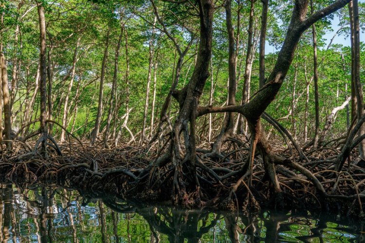 לכאן היו אמורים להגיע. שמורת Los Haitises. צילום: aleksandr paraev, shutterstock