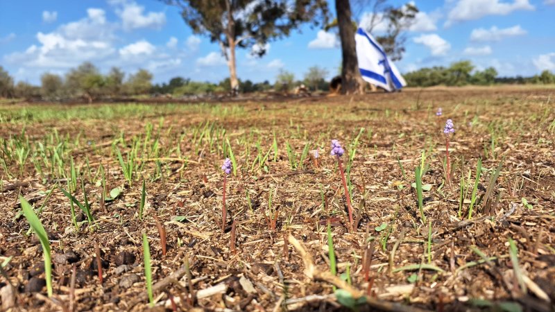 פריחה ברעים (צילום: עמיר בלבן) פריחה ברעים (צילום: עמיר בלבן)