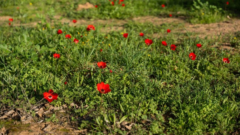 צילום: פוניה צילום: פוניה