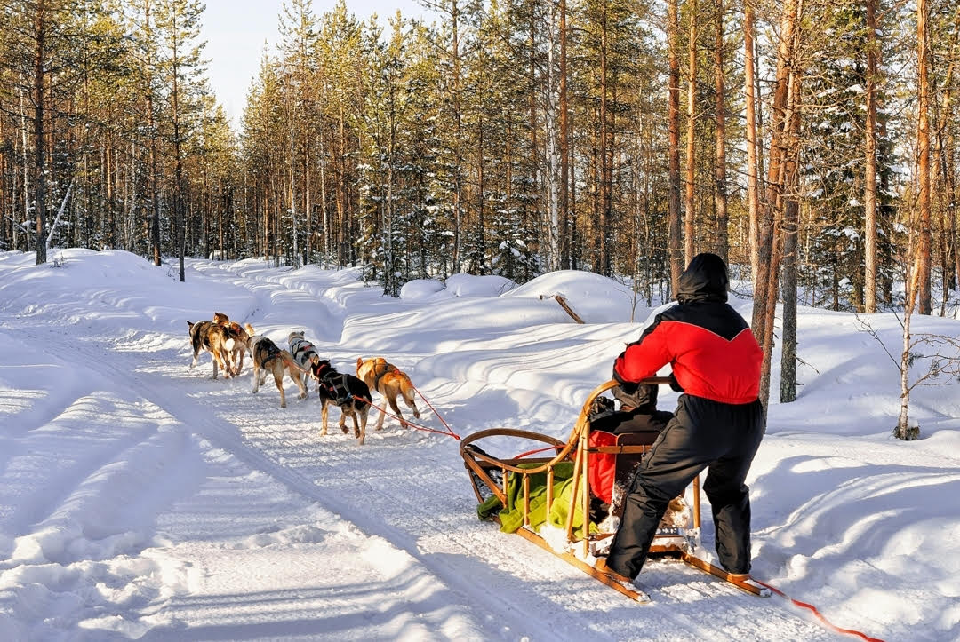 Husky dogs sledge in winter snowy forest in Rovaniemi, Lapland, Finland. Photo: Roman Babakin (Shutterstock)