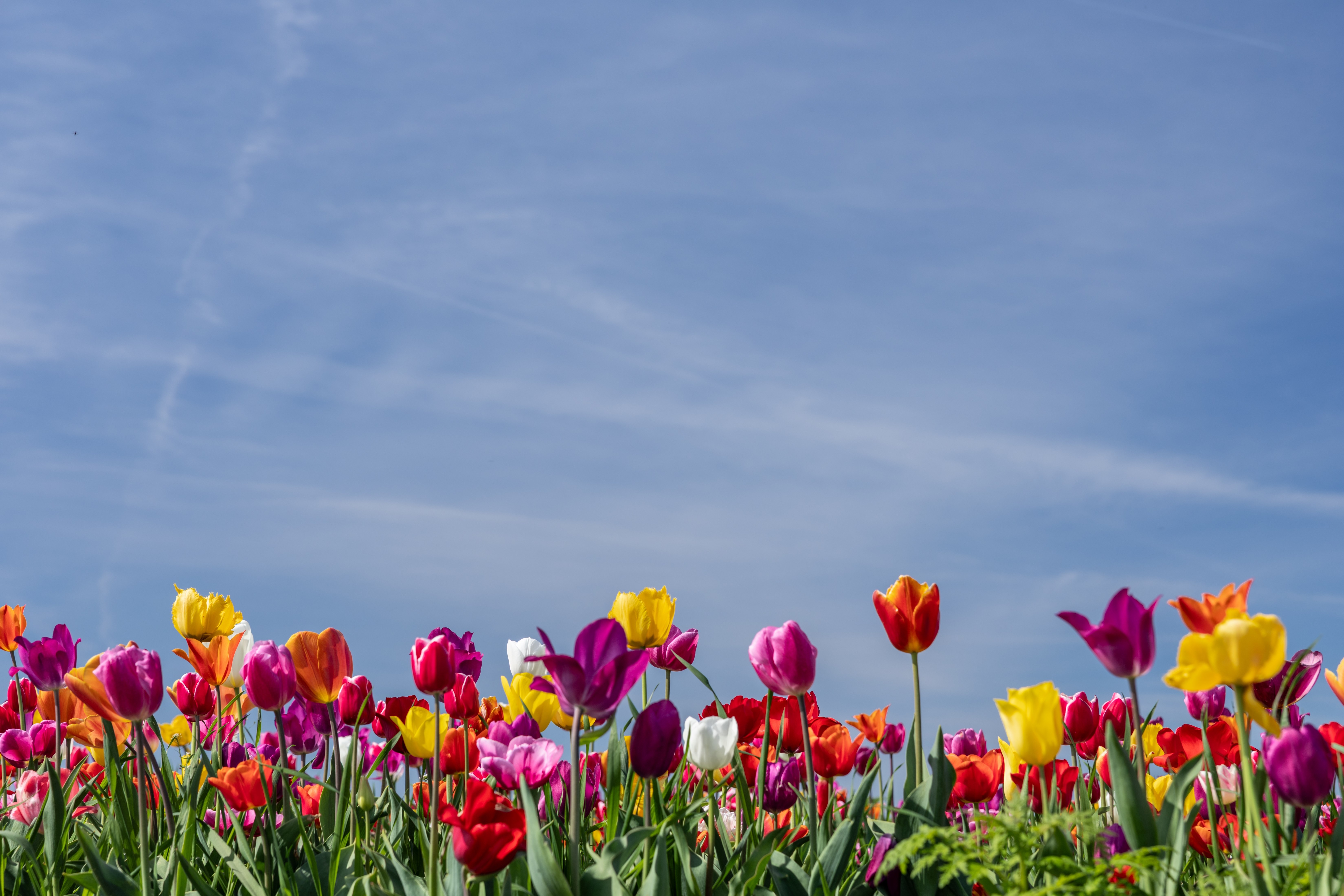 Spring flowers. Photo: Shutterstock