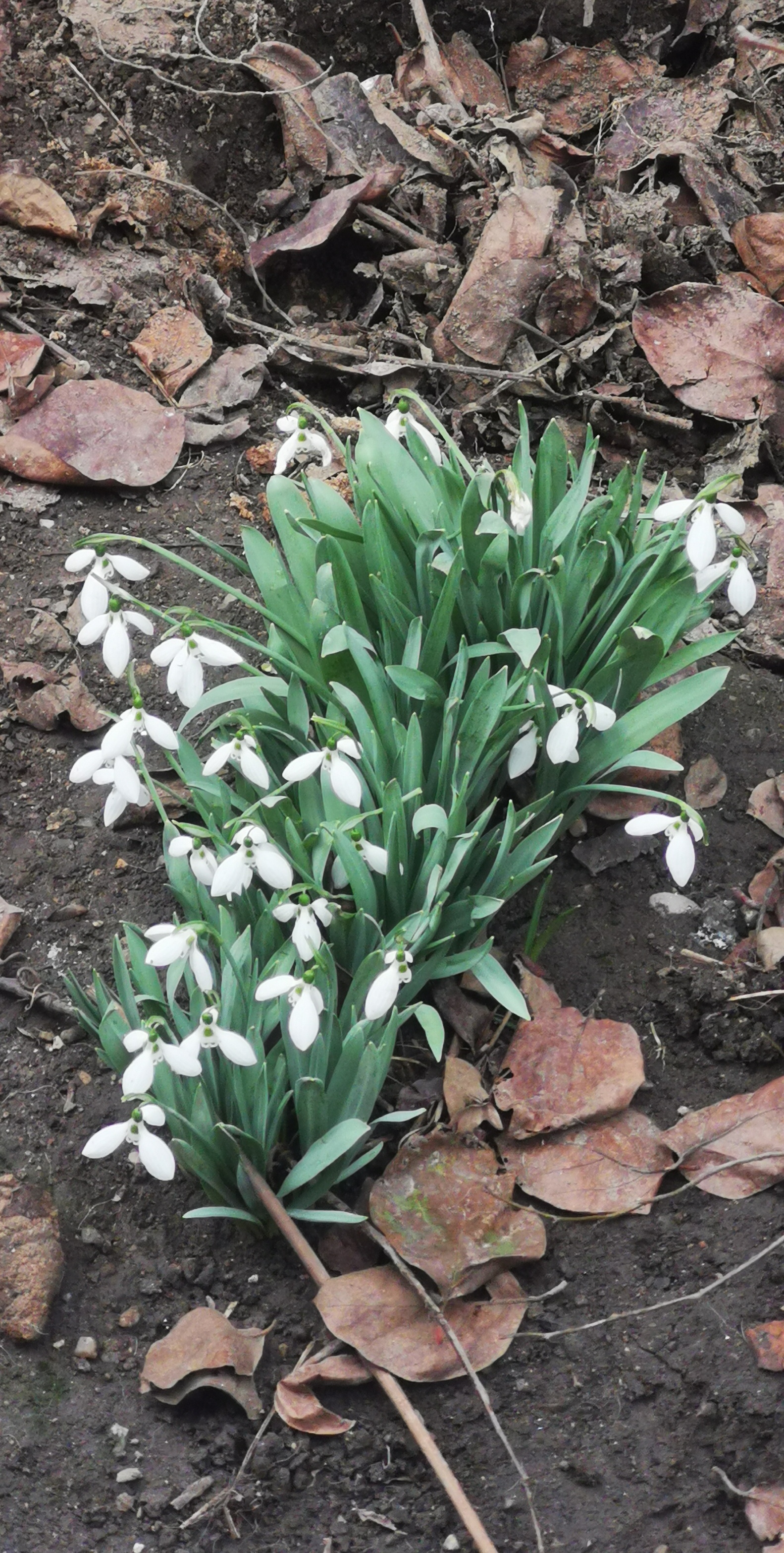Spring flowers. Photo: Alex Igna