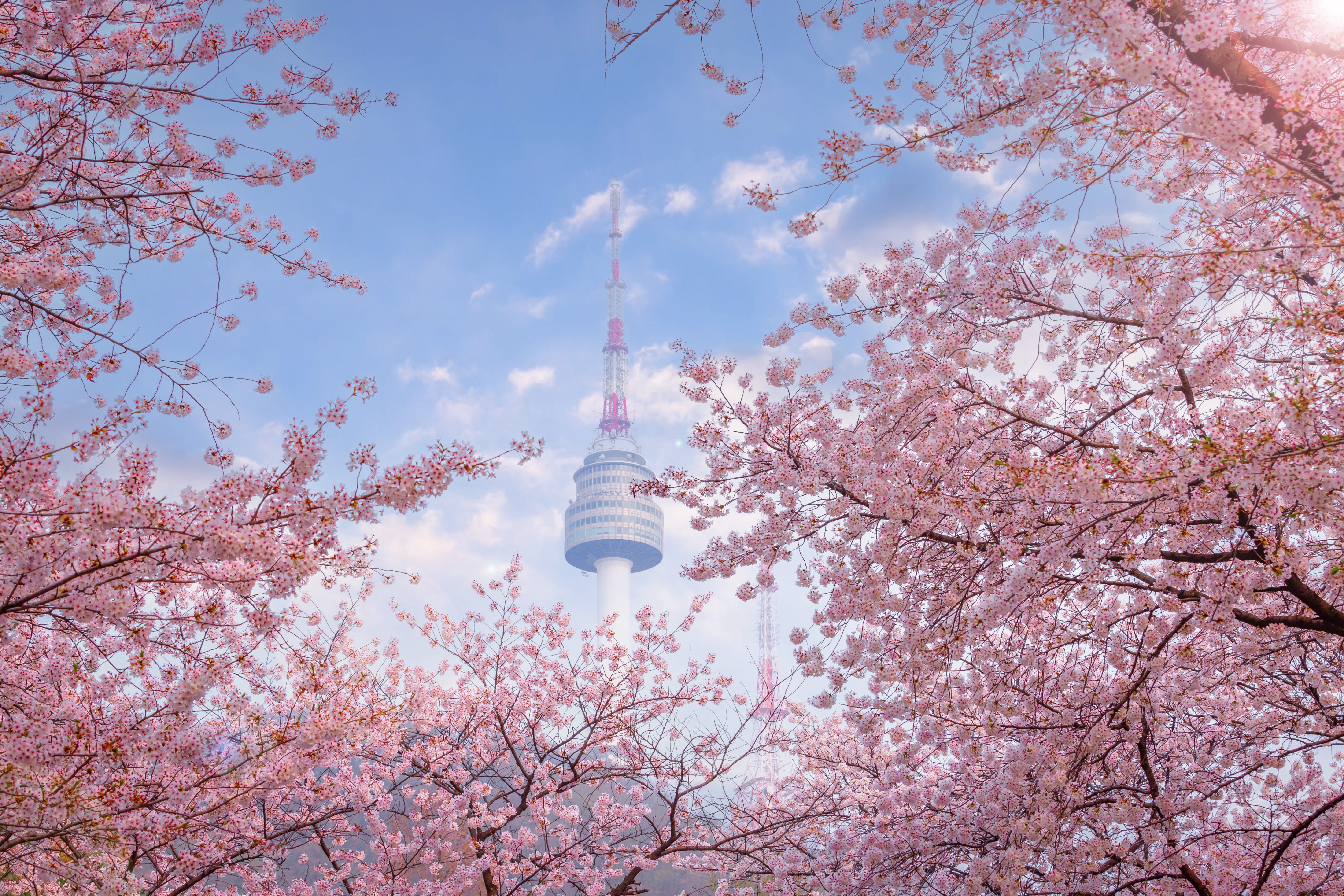 Cherry blossoms in South Korea. Photo: Shutterstock