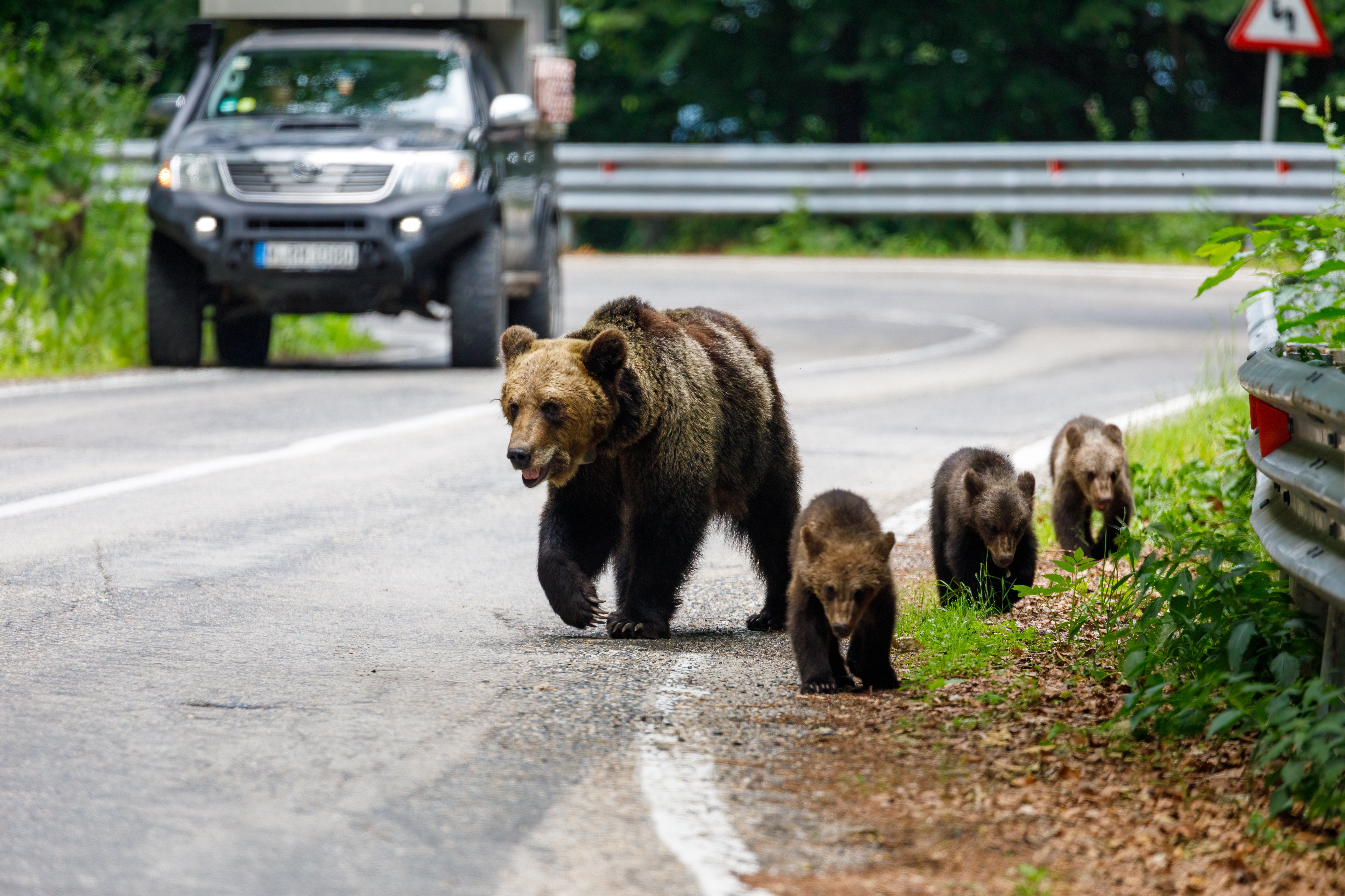 Bears in Romania. Photo: hecke61 / Shutterstock.com 