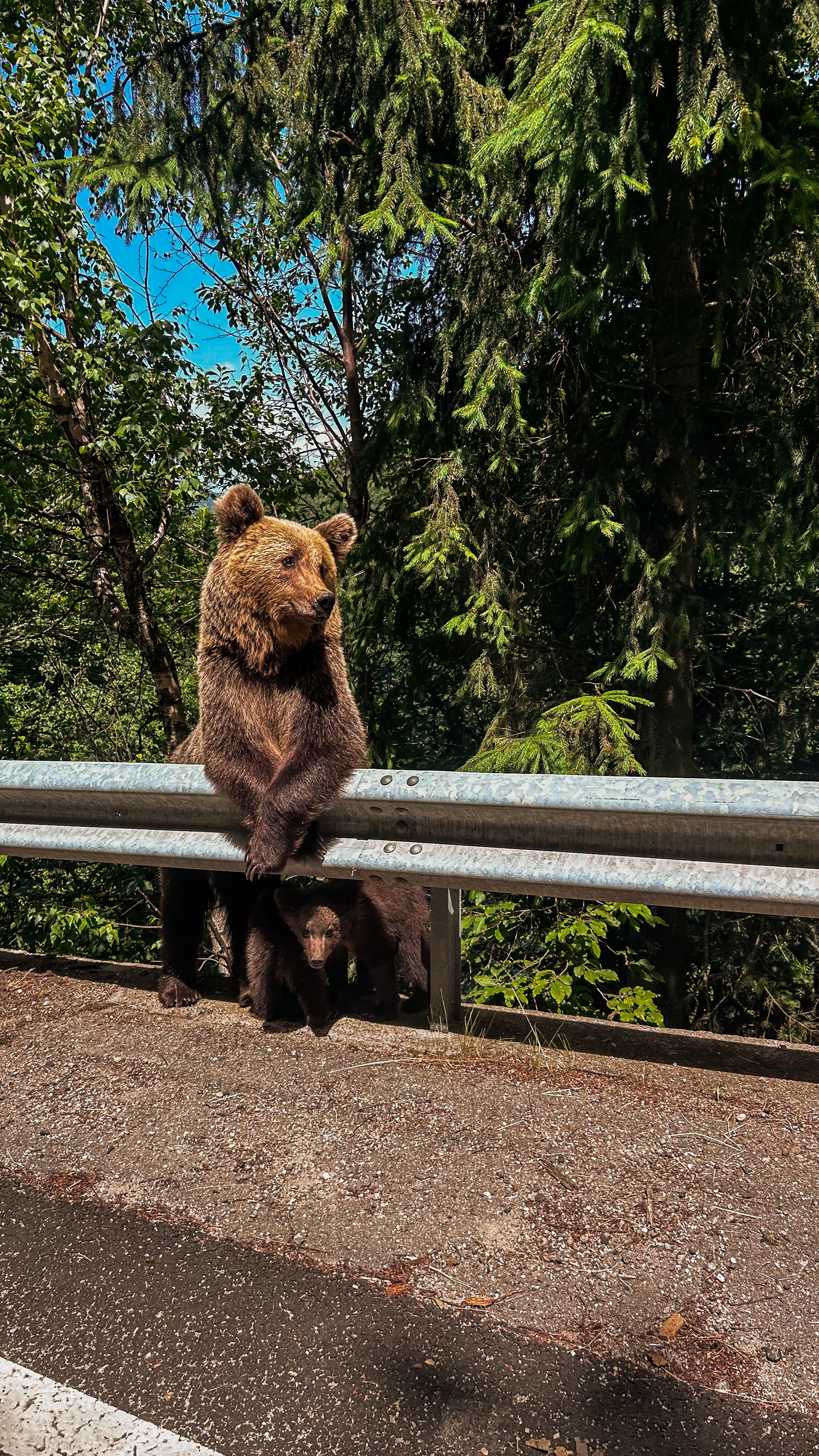 Bears in Romania. Photo: Shutterstock