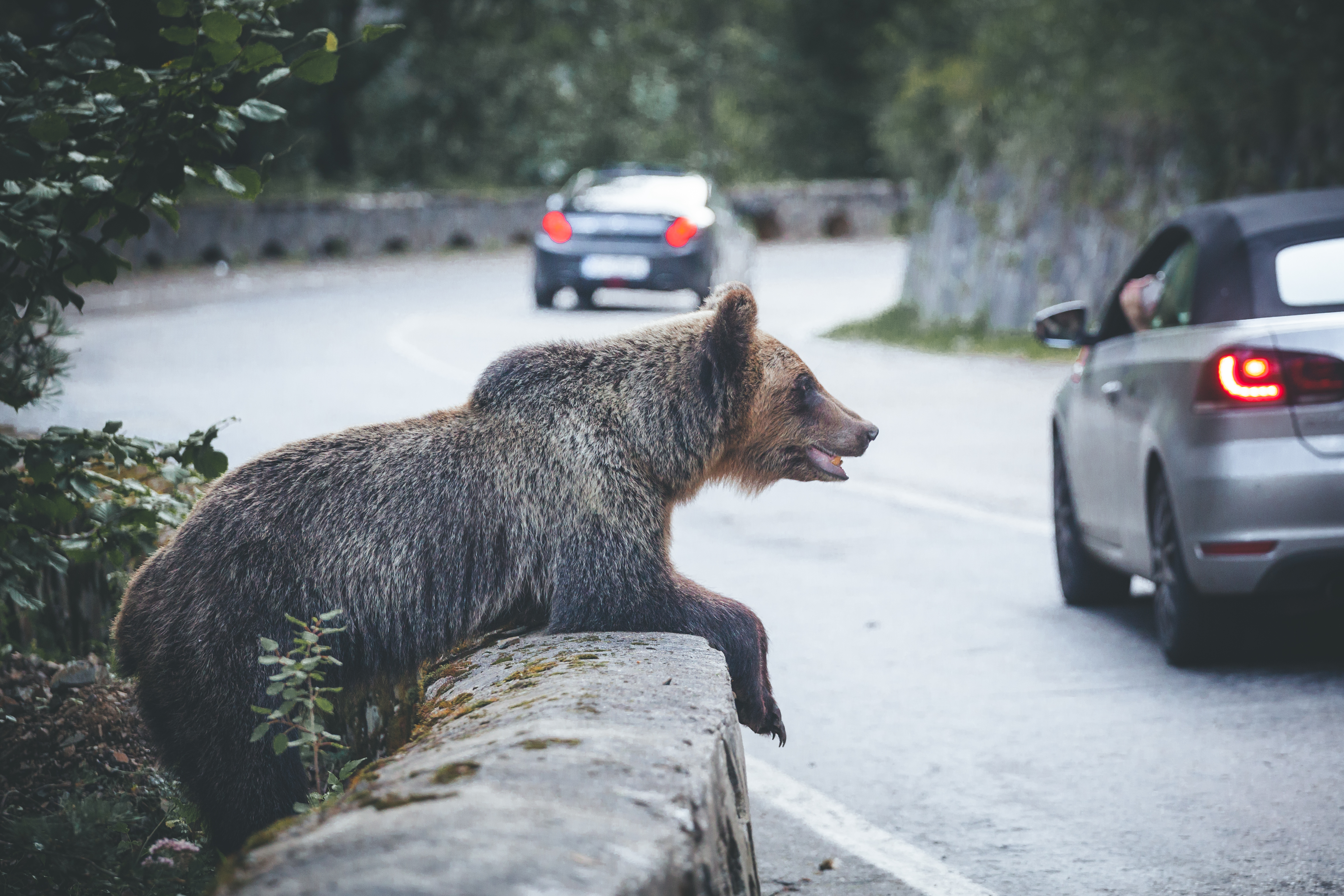 Bears on Transafagarasan. Photo: Shutterstock