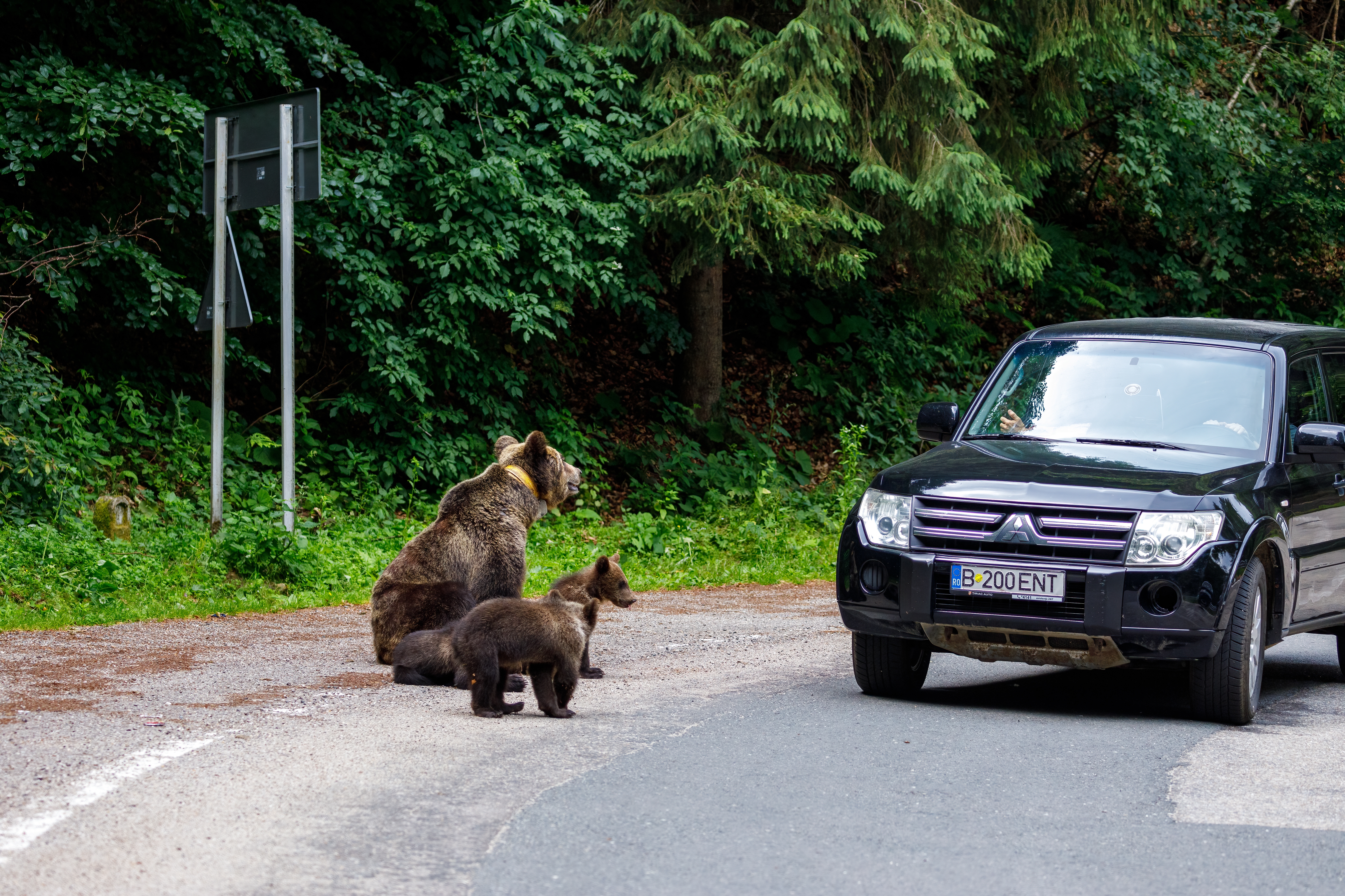 Bears on Transfagarasan.Photo: hecke61 / Shutterstock.com