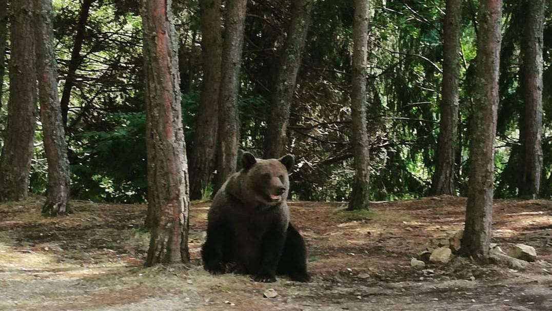 Bear on Transfagarasan, Romania. Photo: Alex Igna