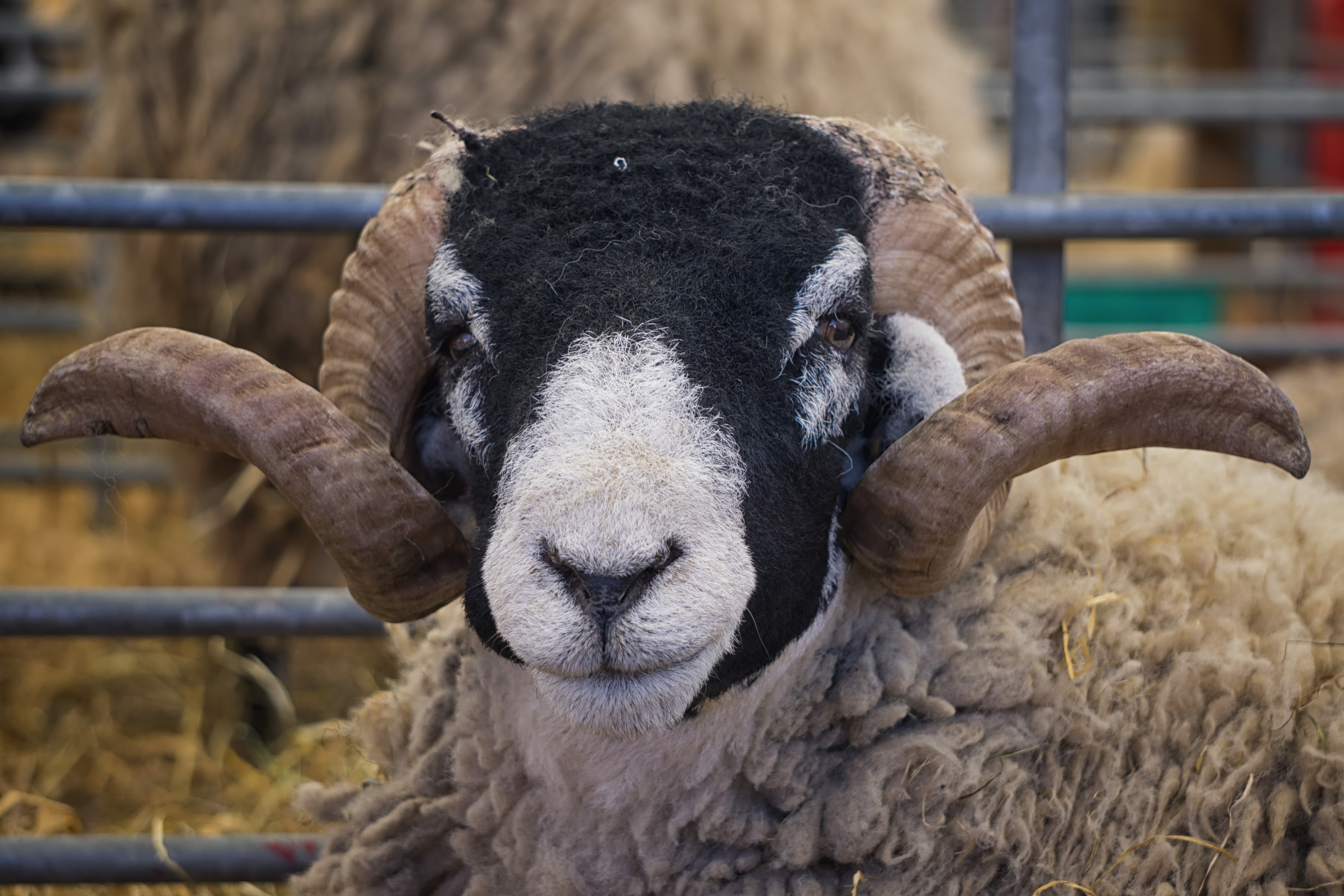 Black headed sheep at the Royal Highland Show 2018, Edinburgh, Scotland. Photo: Shutterstock