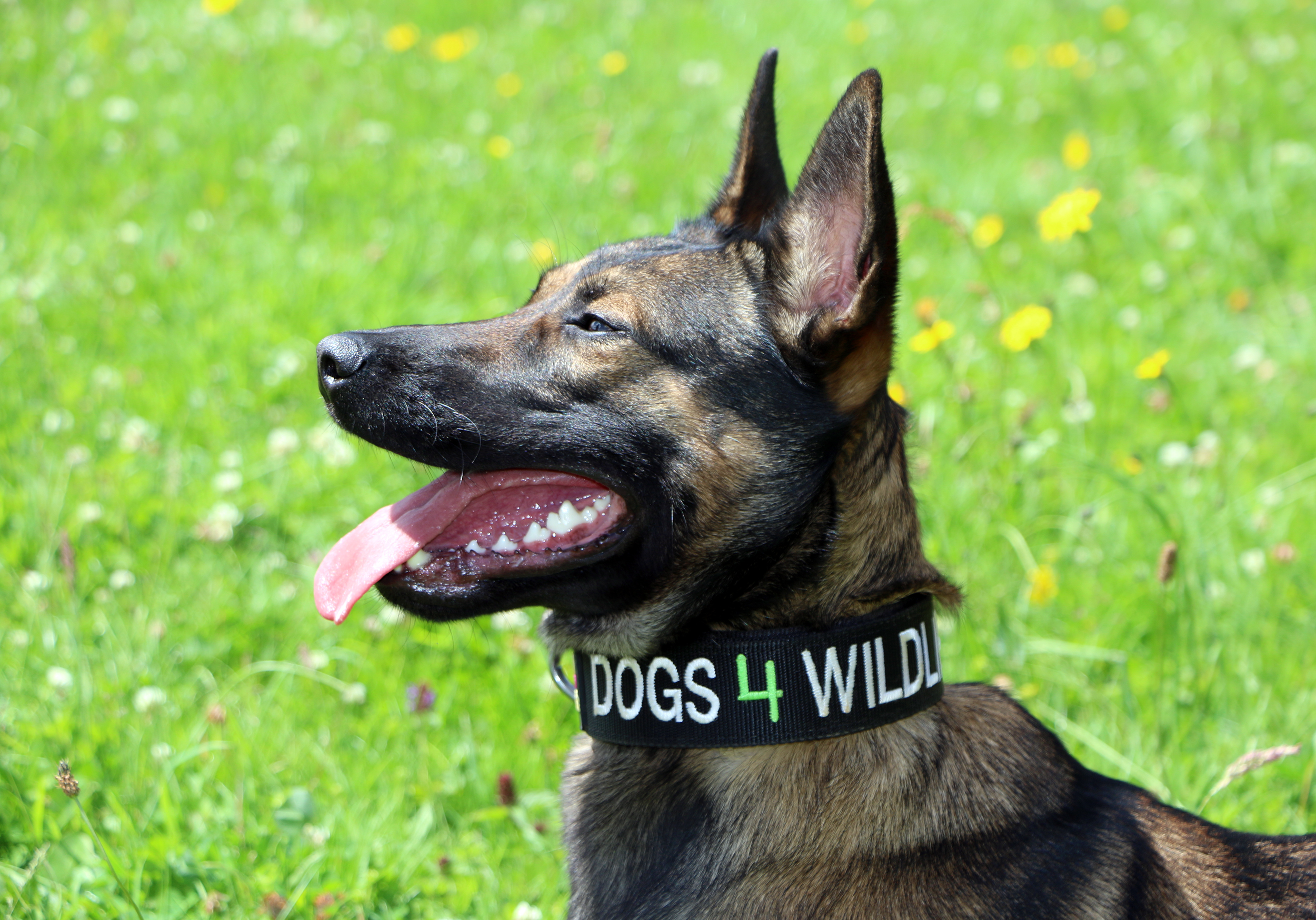 Emirates SkyCargo partners with UK Charity for wildlife protection - Vega. Photo: Emirates