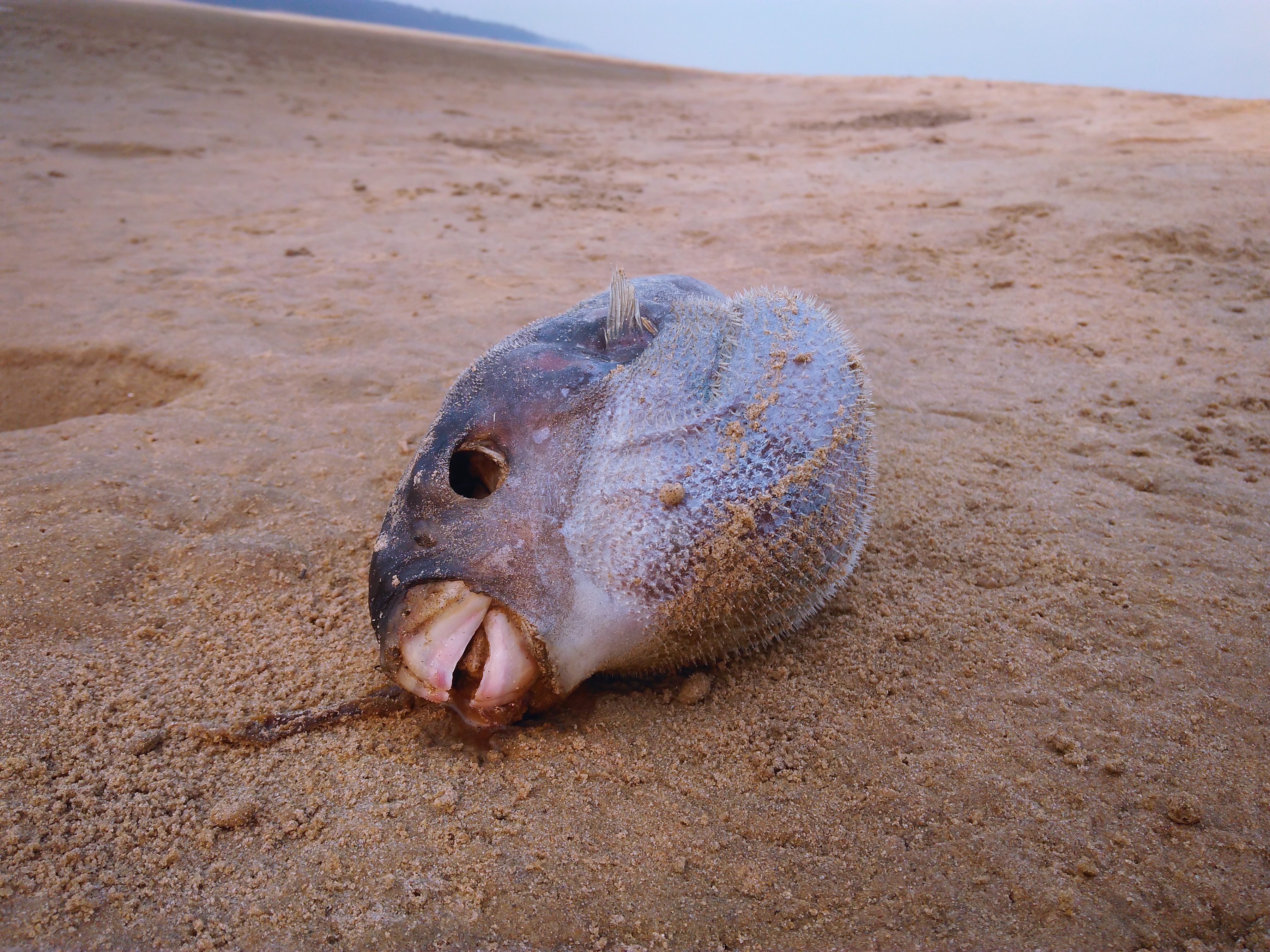 Photo: Shutterstock