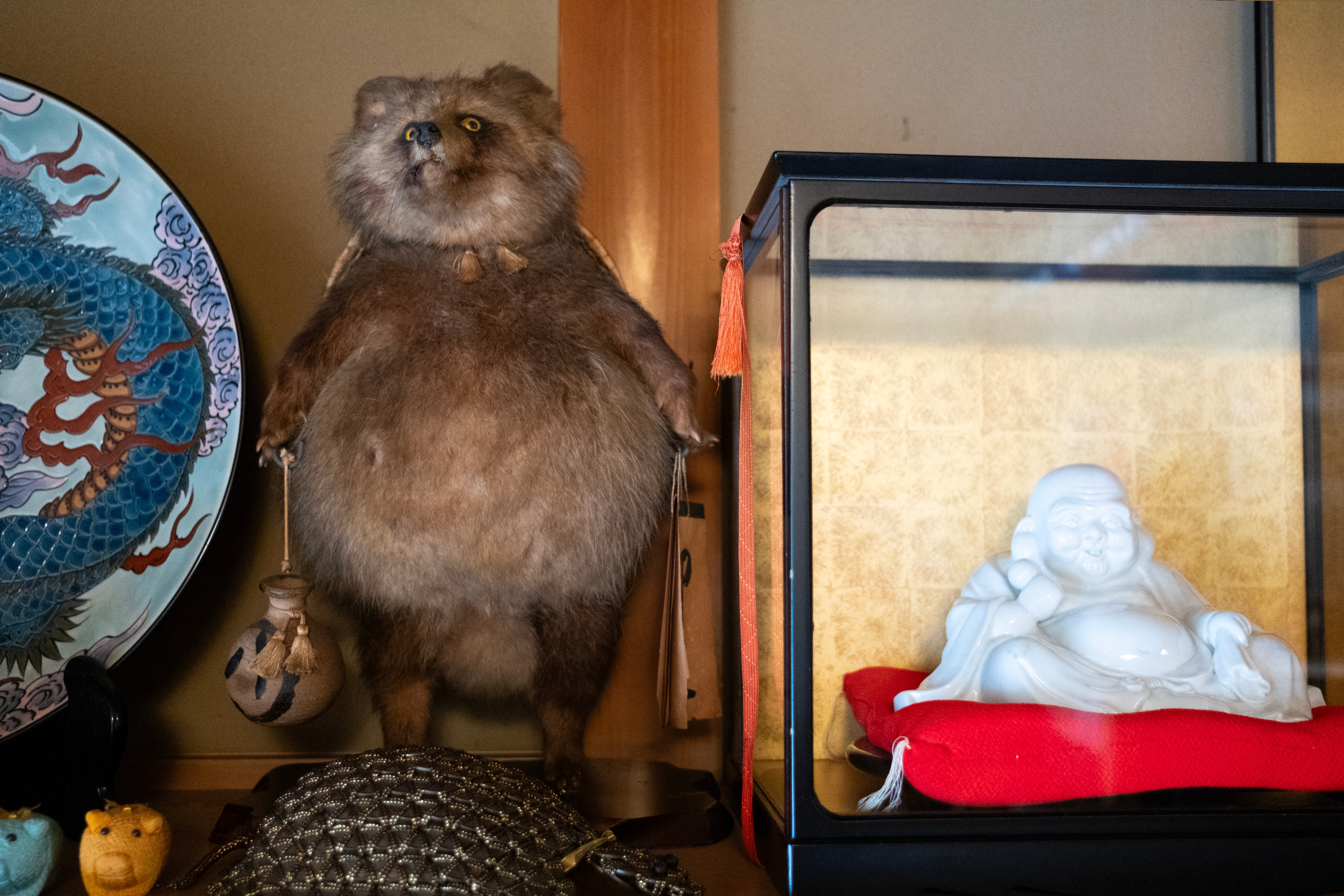 Taxidermy raccoon. Photo: Hiroshi-Mori-Stock / Shutterstock.com