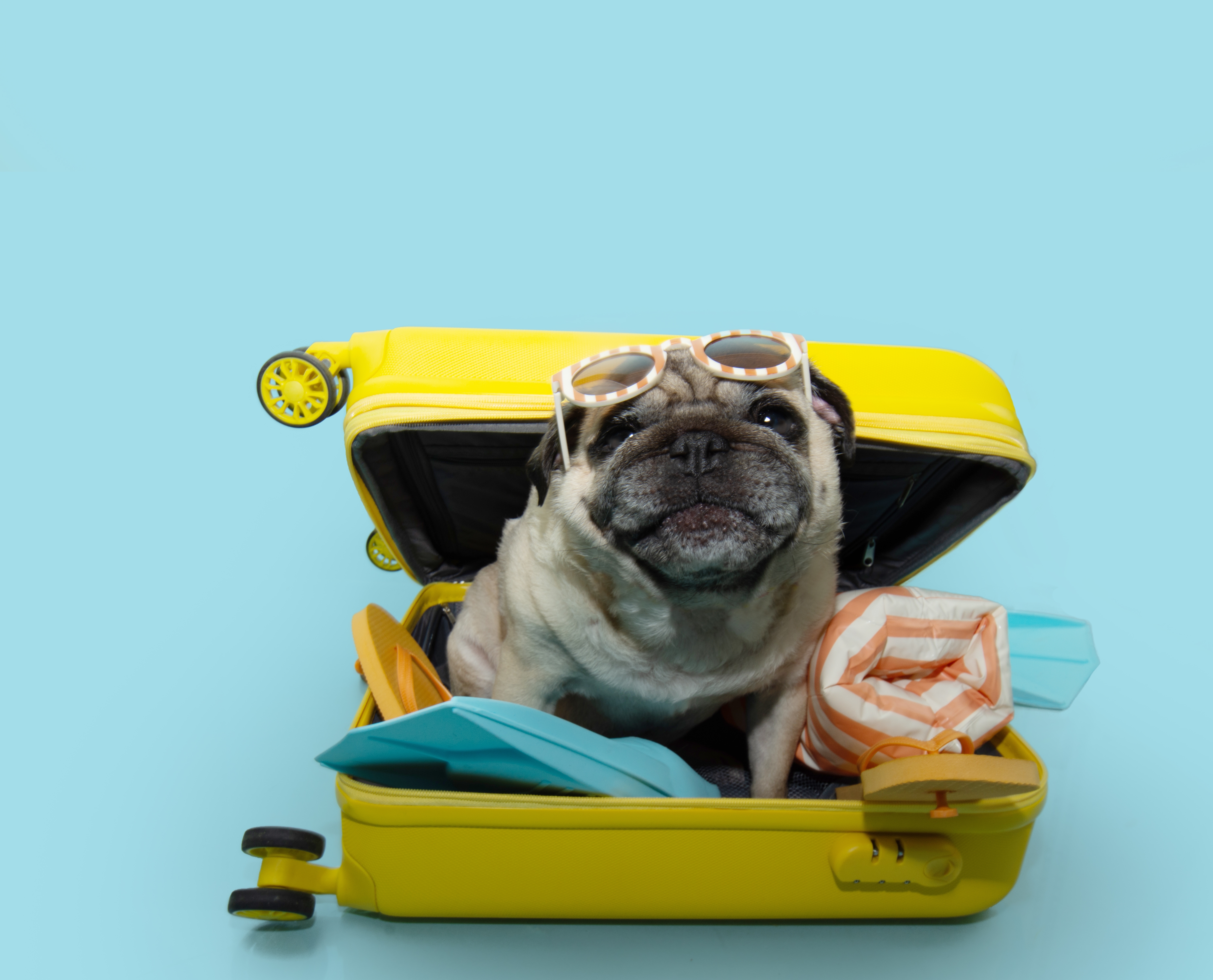 Pug dog. Photo: Shutterstock