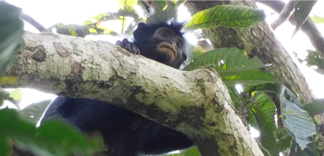 New monkey species. Photo: Florida Atlantic University/YouTube video