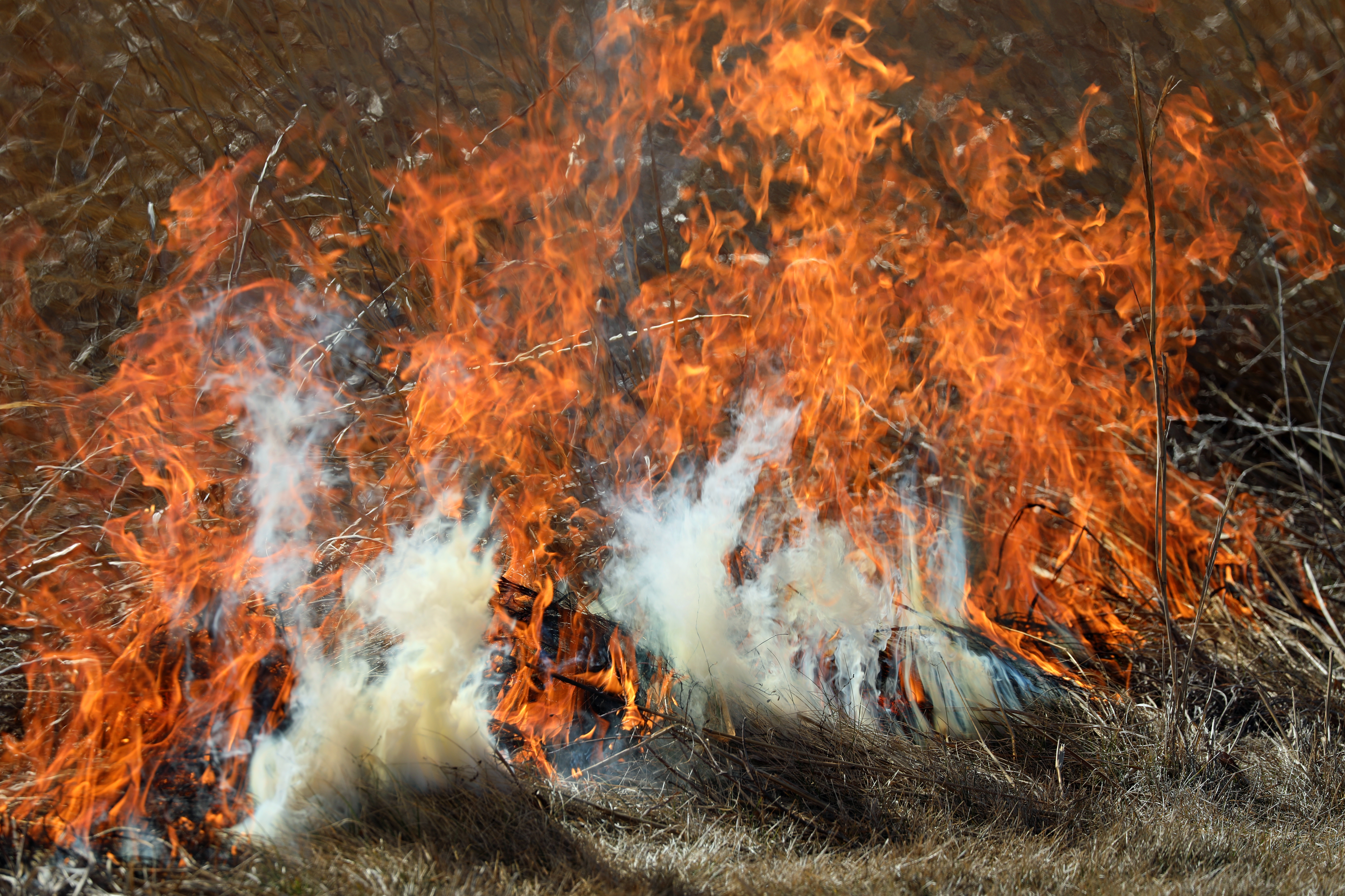 Wildfire. Photo: Shutterstock