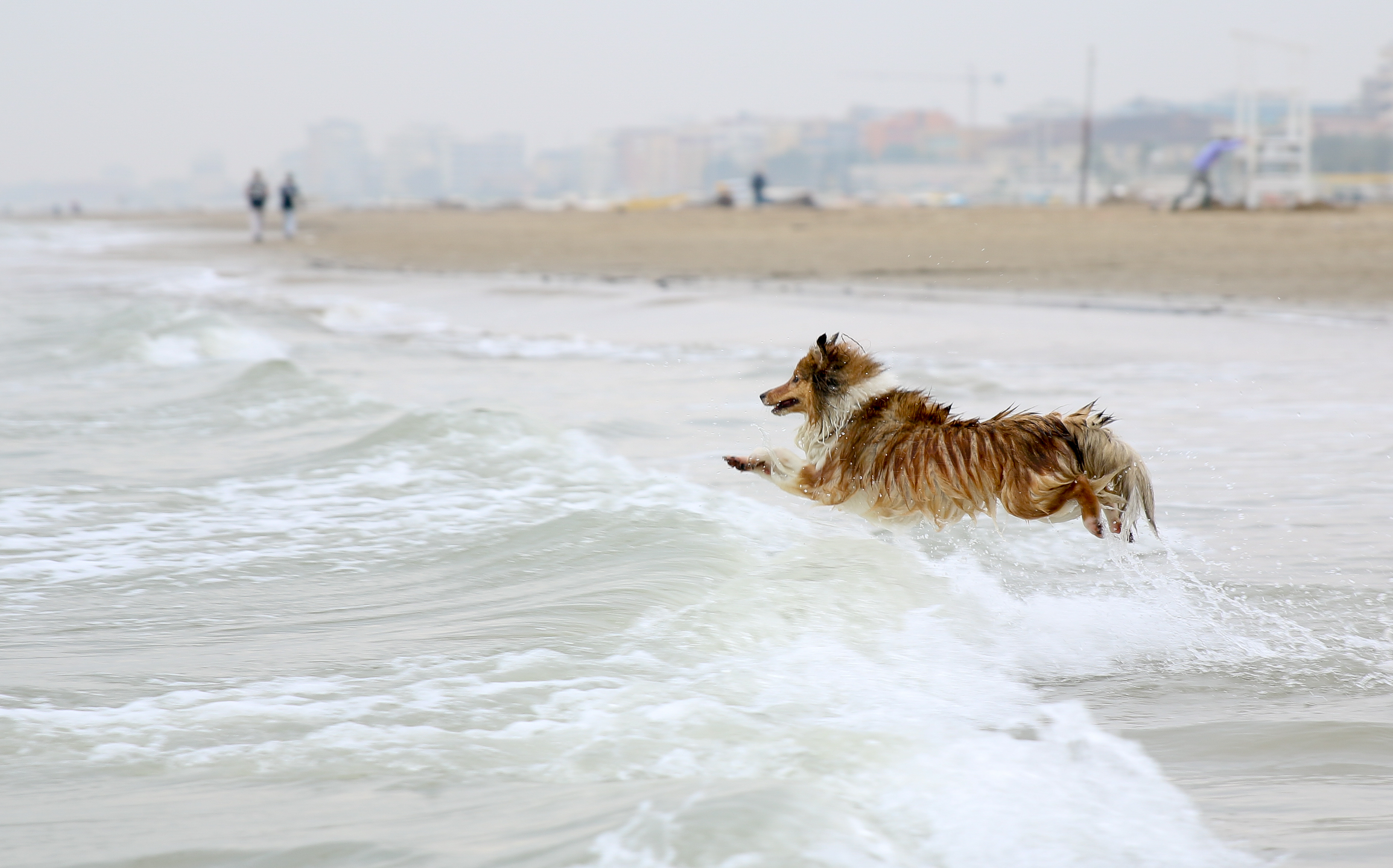 Dog at beach in Italy. Photo: Shutterstock