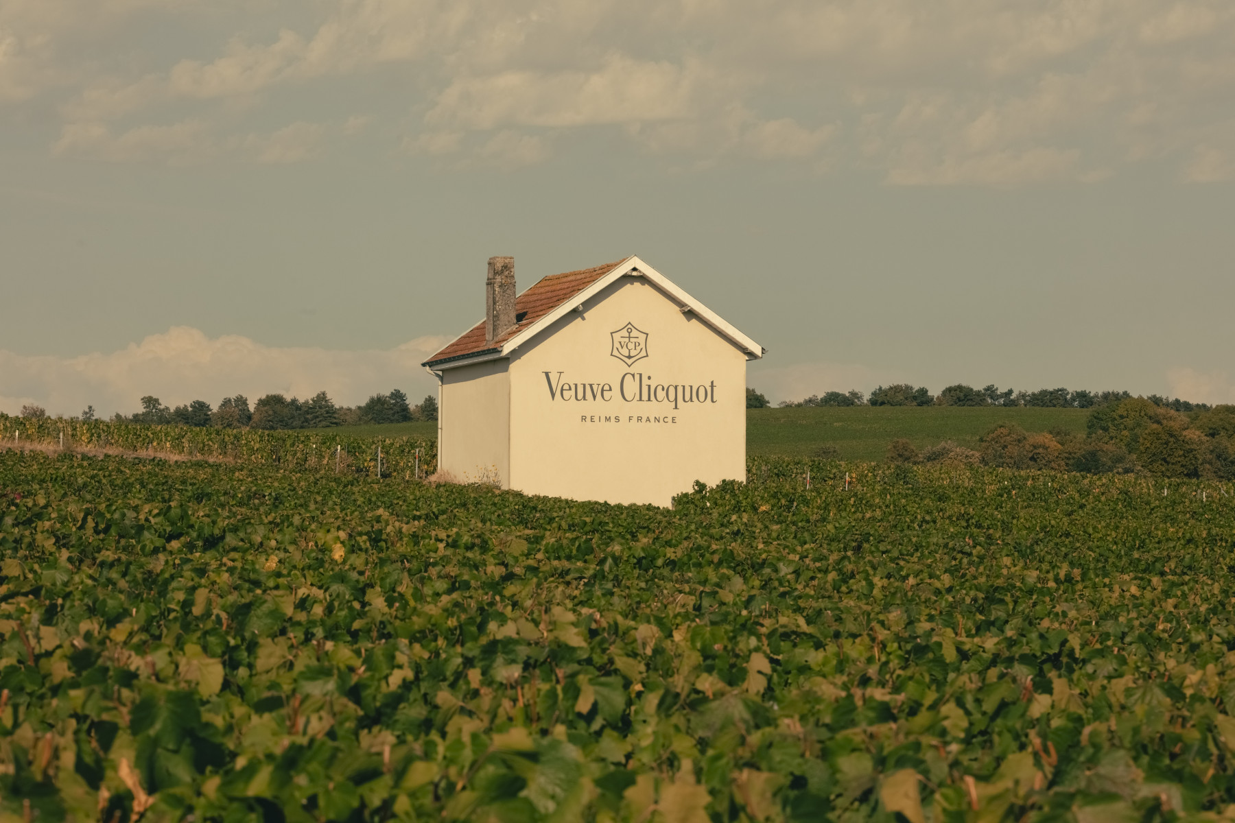 Veuve Clicquot vineyard. Photo: Emirates