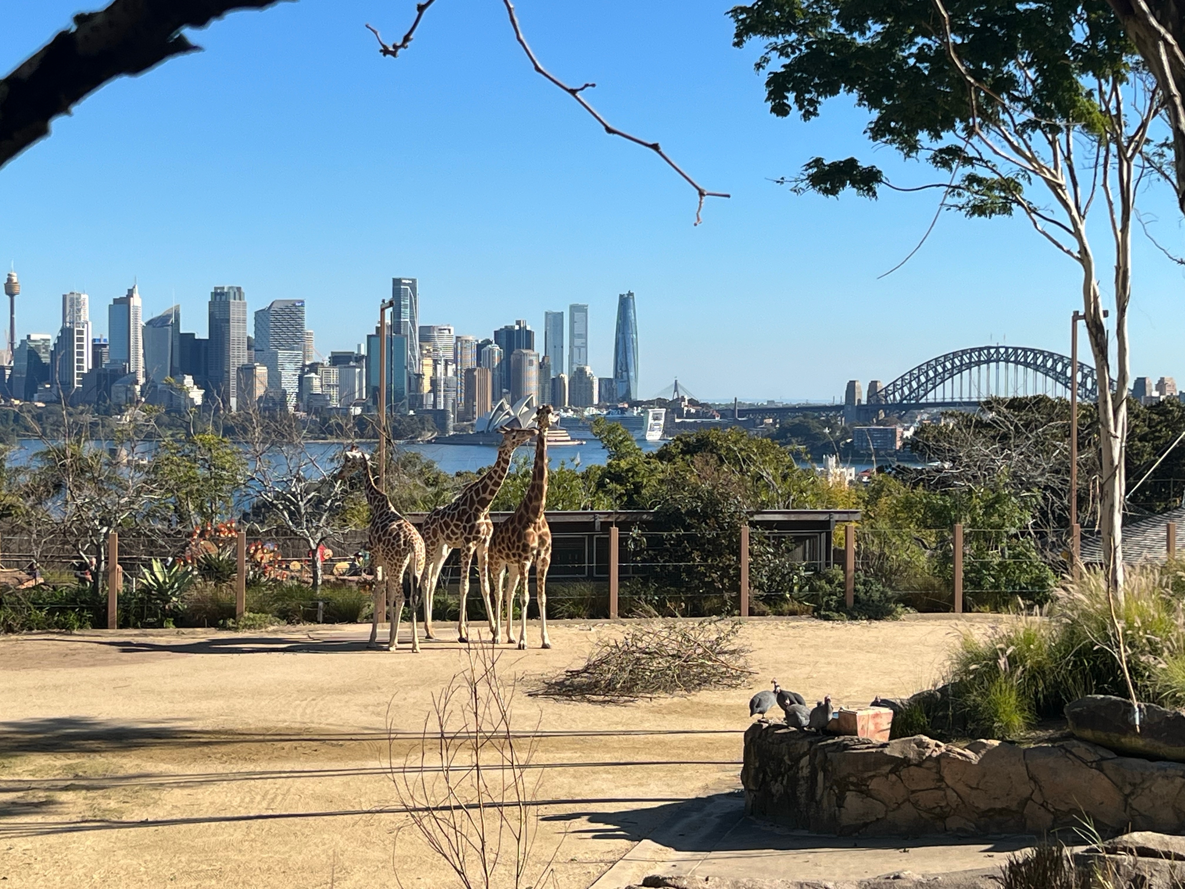 Tarongo Zoo. Photo: Shutterstock