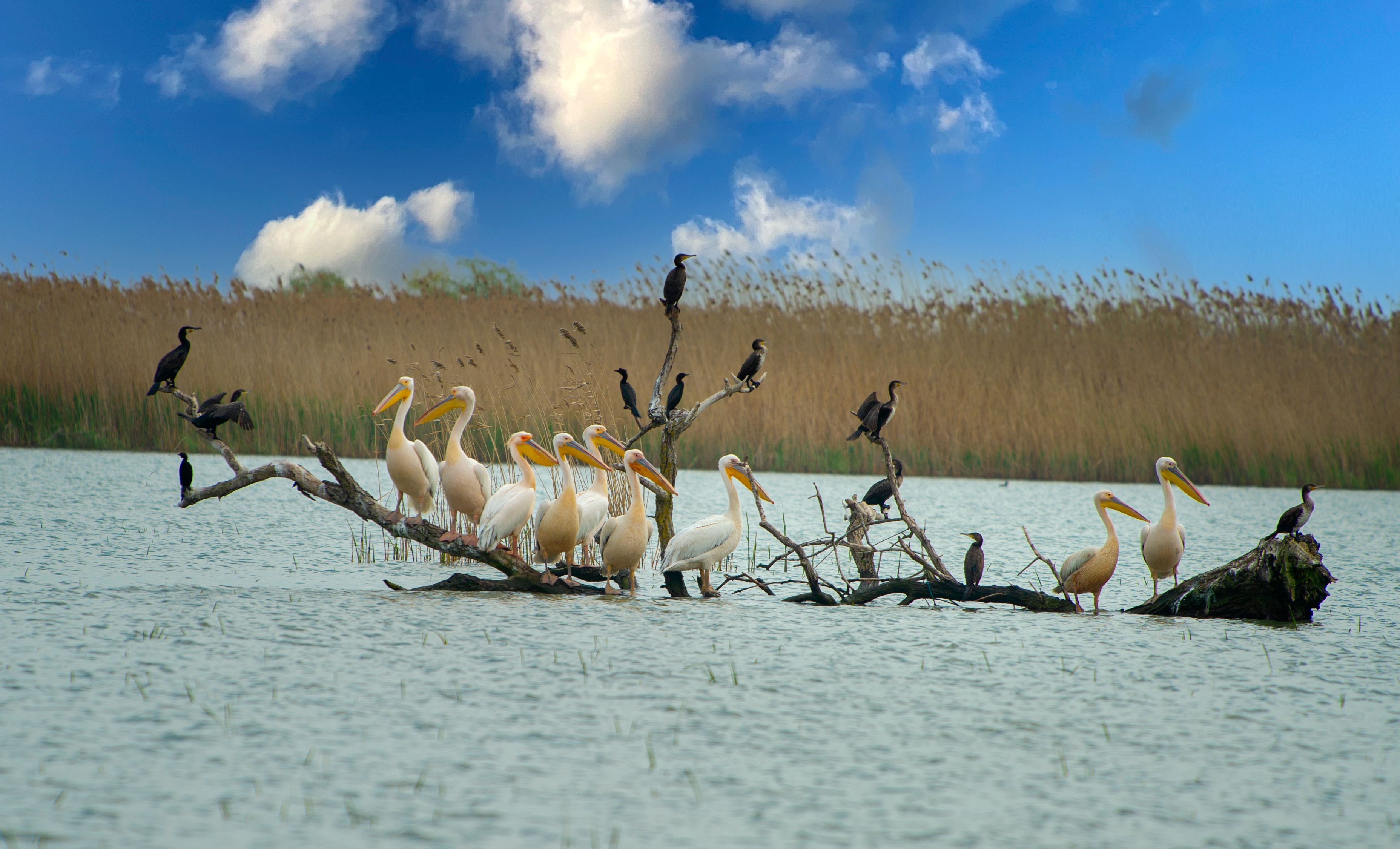 Pelican colony. Photo: Shutterstock