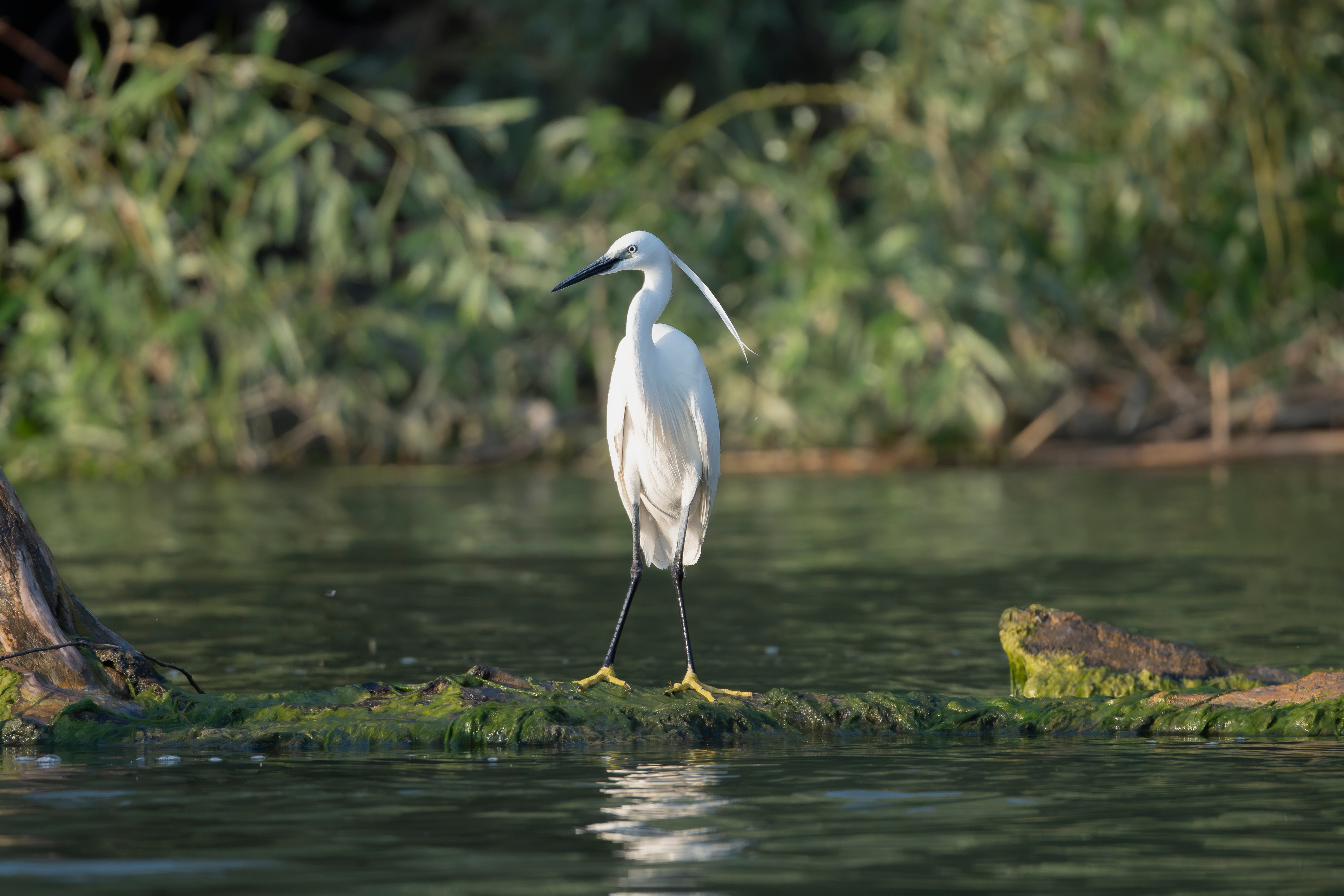 Egret in Danube Delta. Photo: Shutterstock