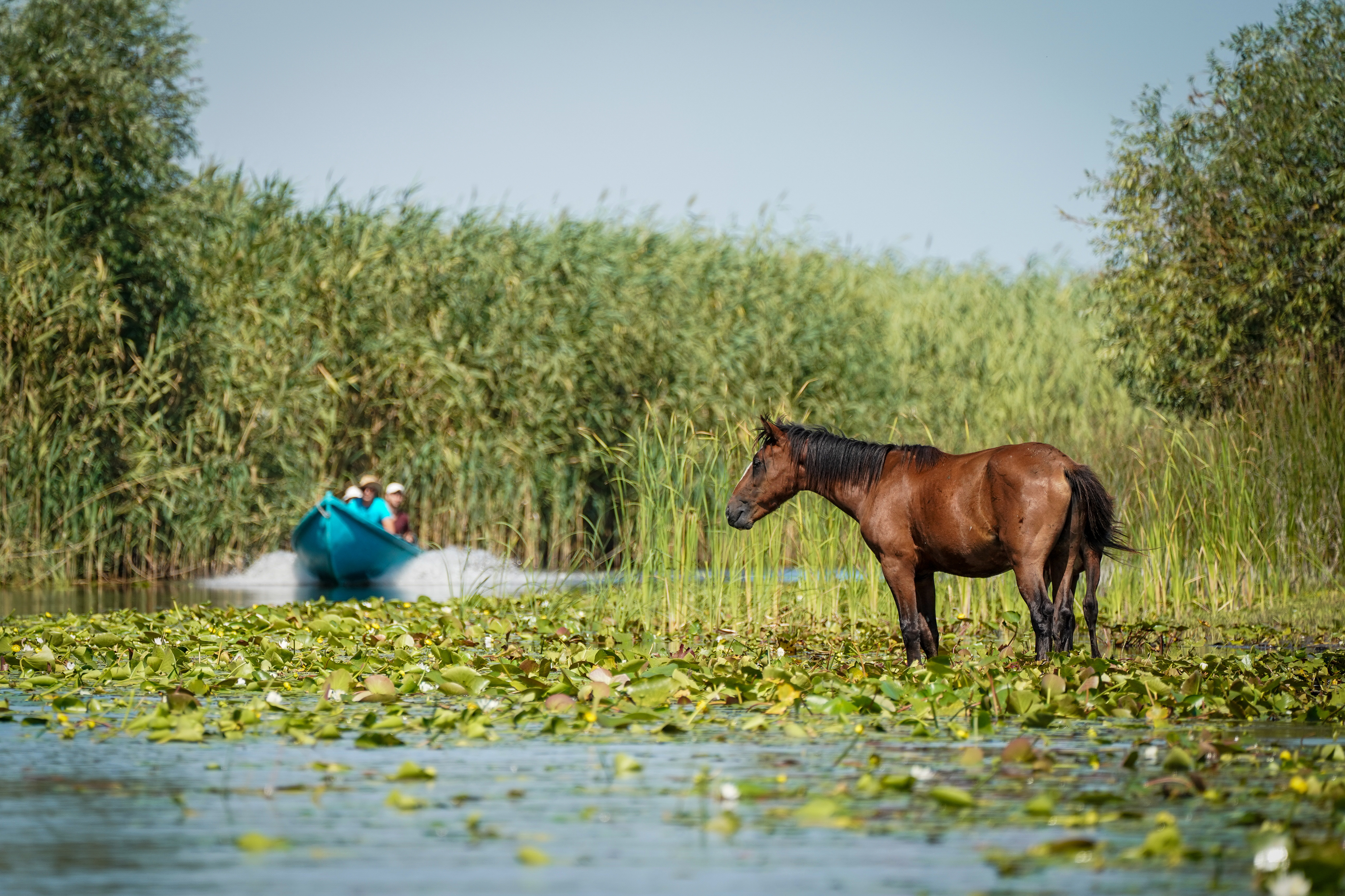 Letea forest. Photo: Shutterstock