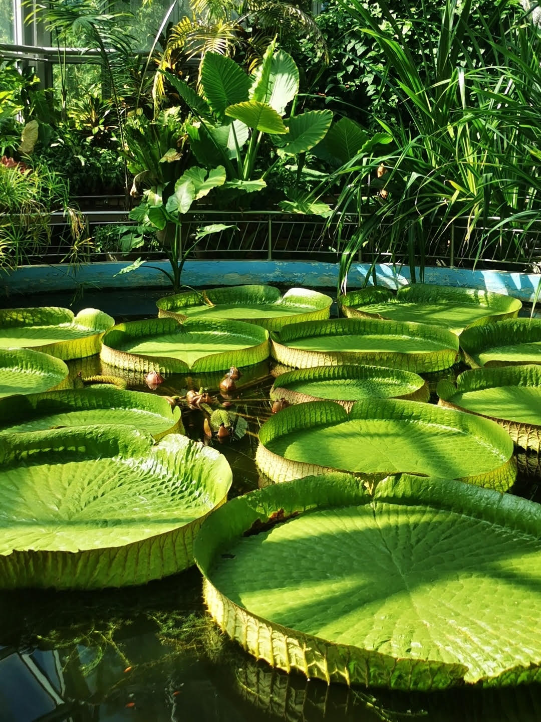 Botanical Garden. Photo: Alex Igna