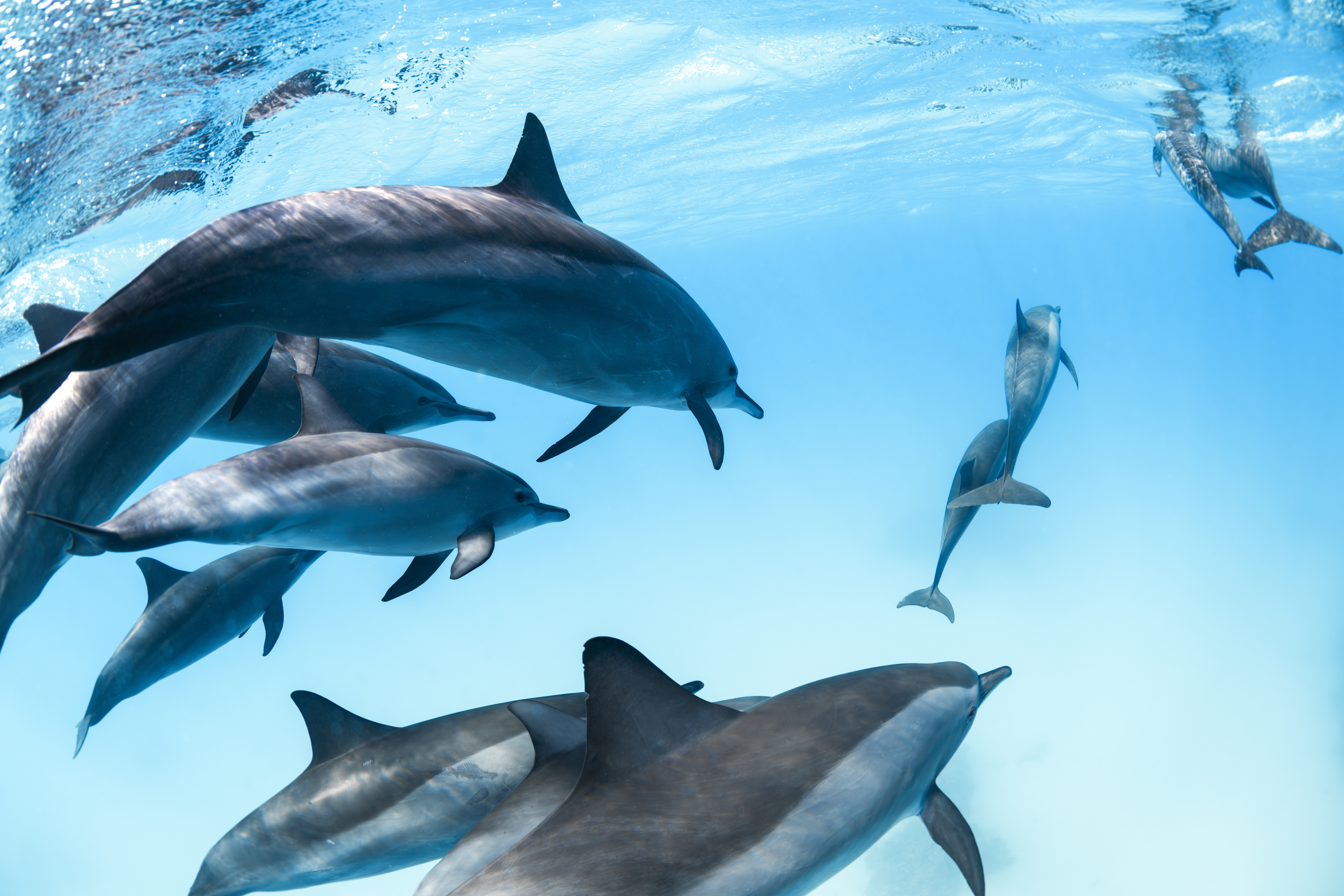Dolphins in the Red Sea. Photo: Shutterstock