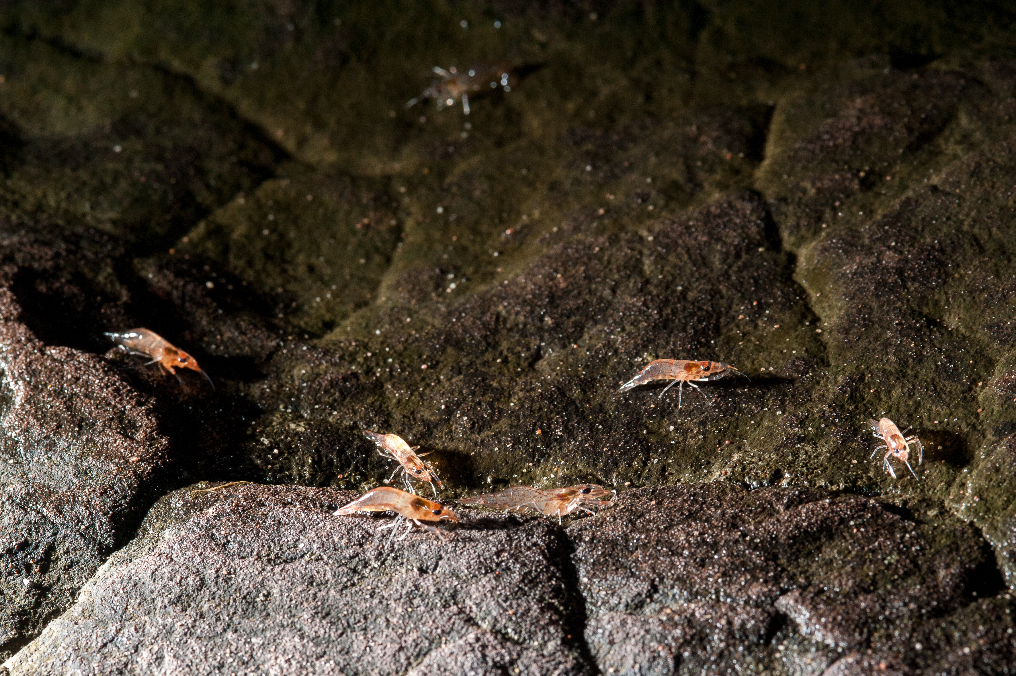 Shrimp march. Photo: Shutterstock