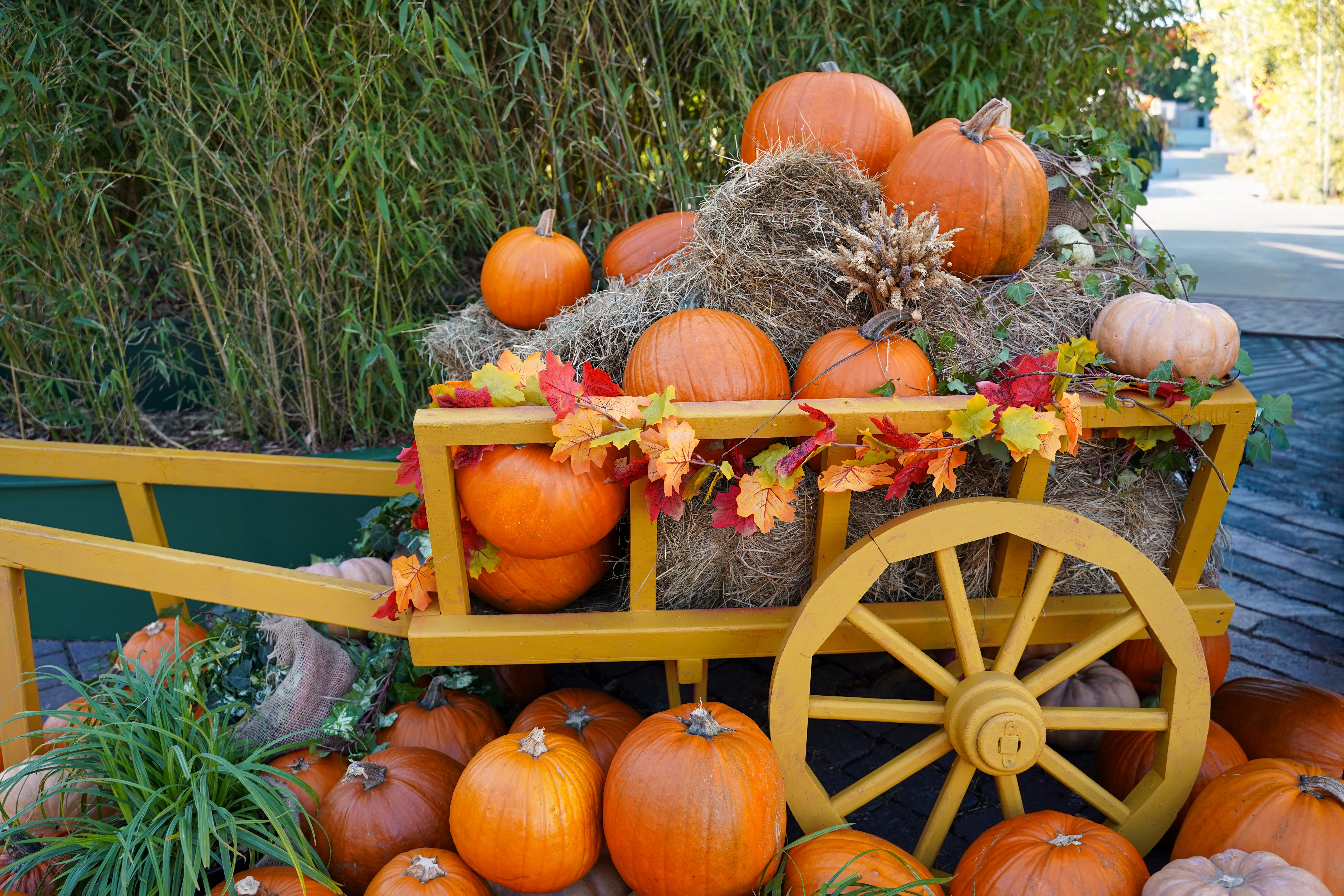 Pumpkin festival. Photo: Shutterstock