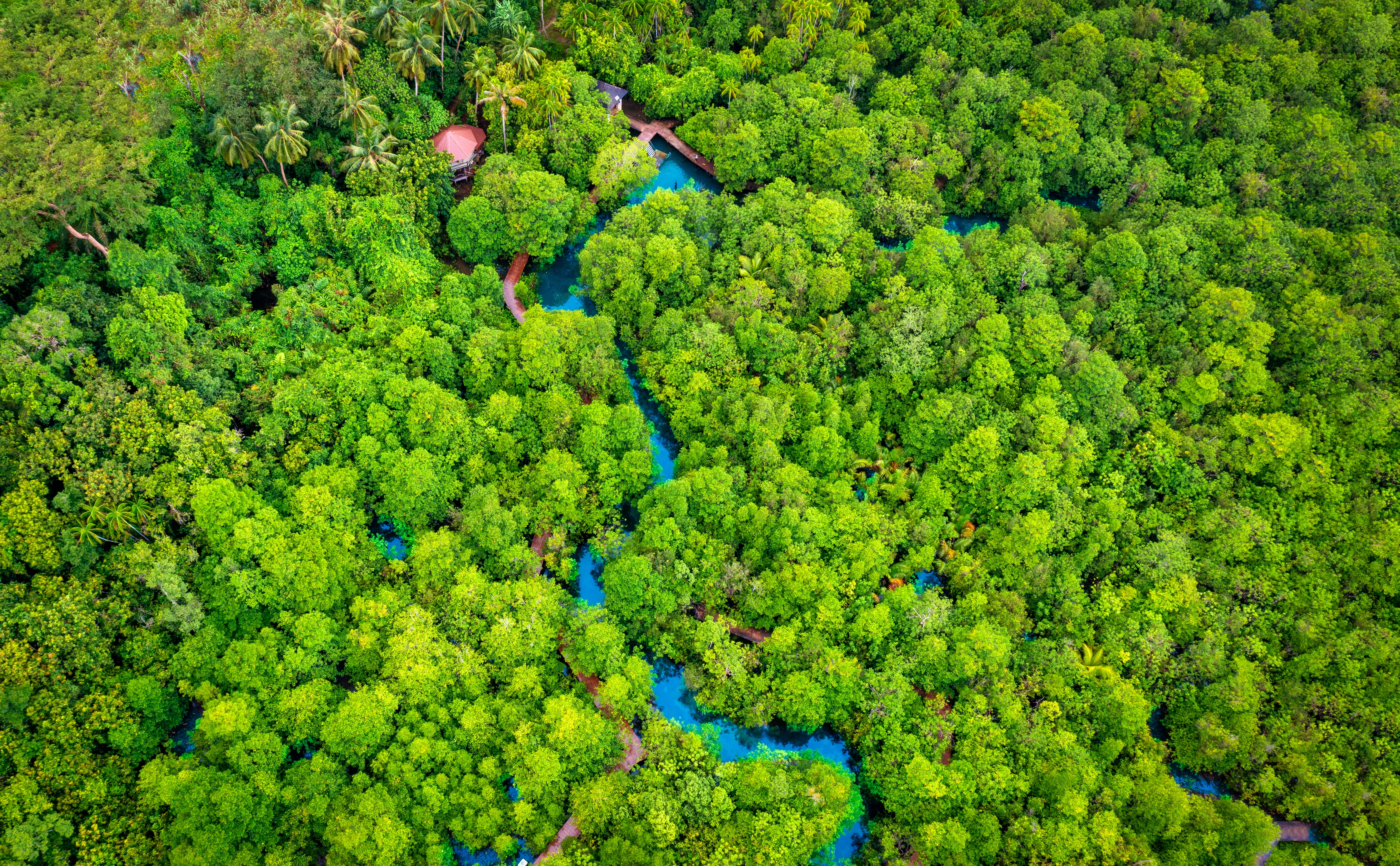 Mangrove forest in Thailand. Photo; Shutterstock